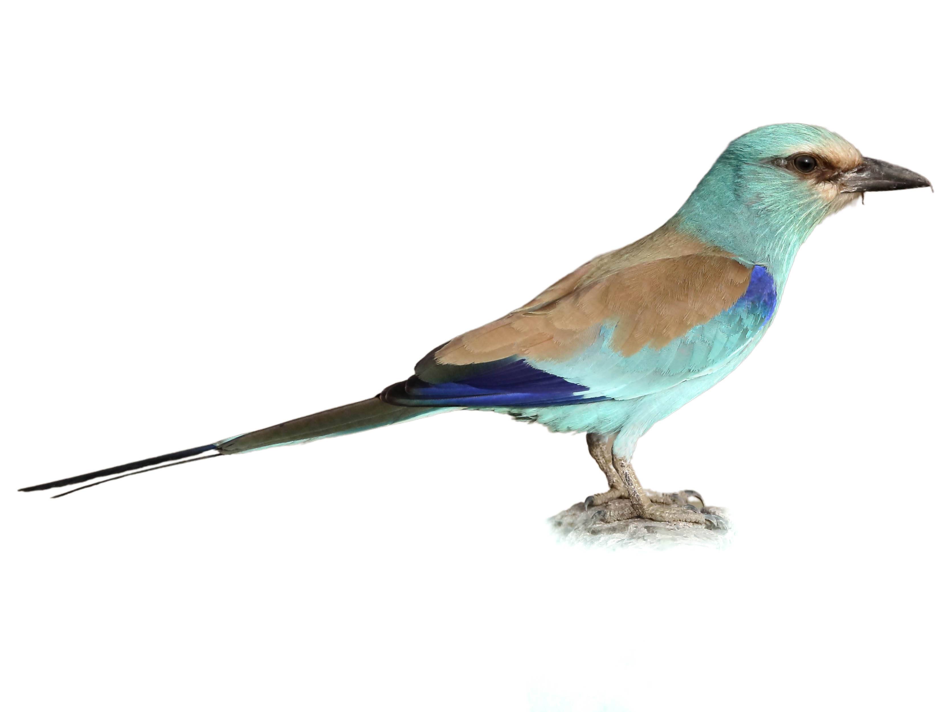 A photo of a Abyssinian Roller (Coracias abyssinicus)