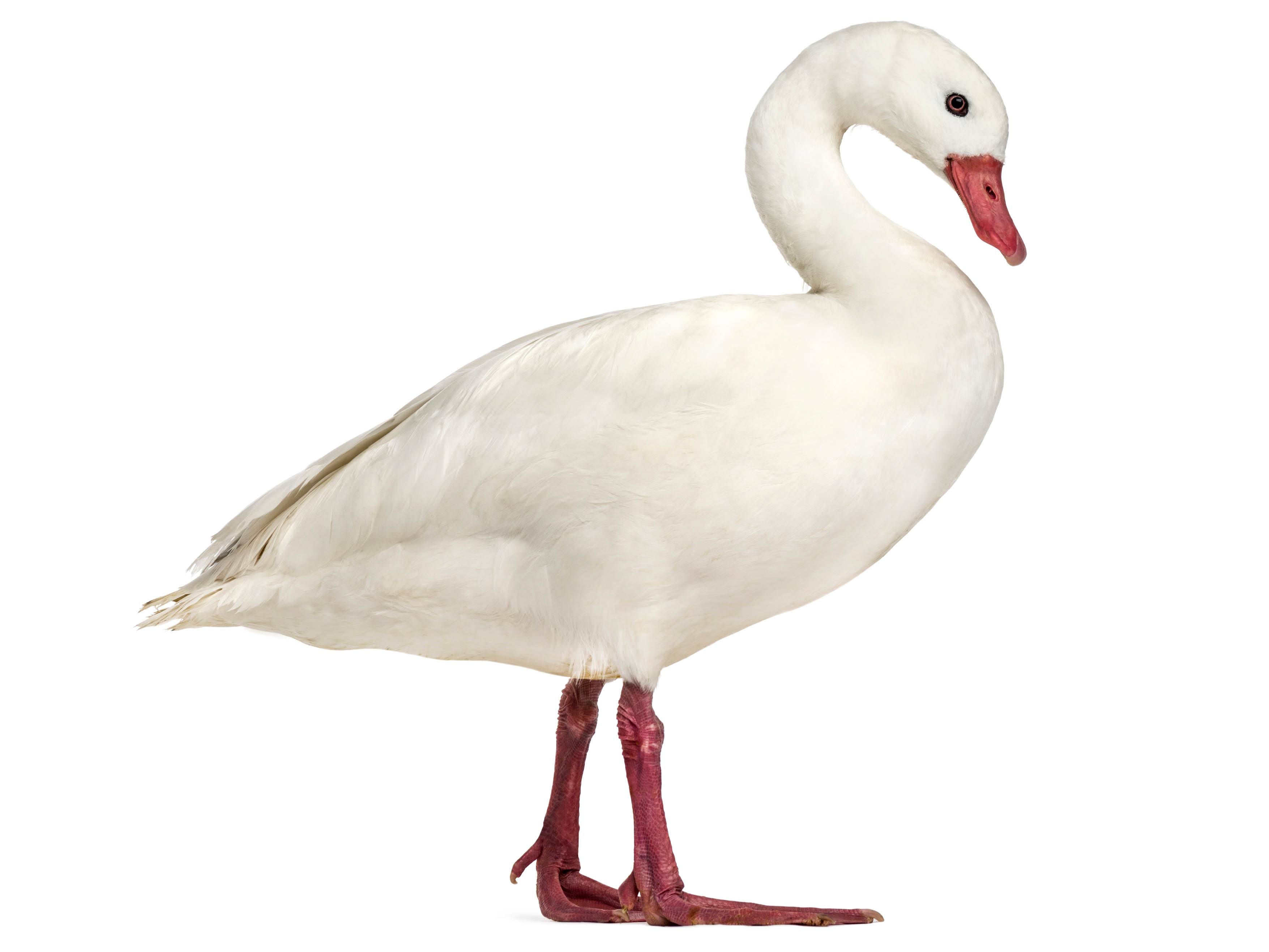 A photo of a Coscoroba Swan (Coscoroba coscoroba)