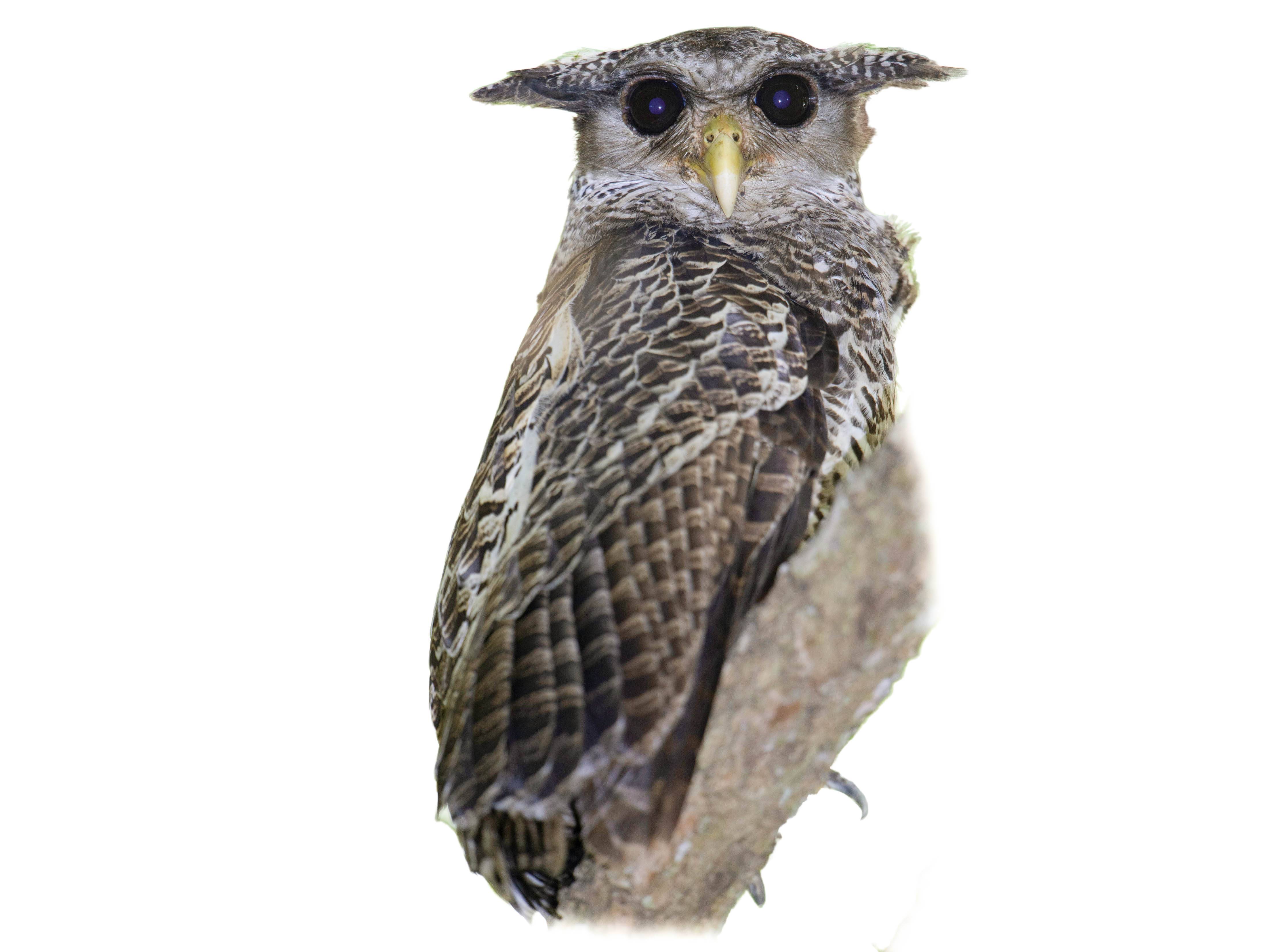 A photo of a Spot-bellied Eagle-Owl (Bubo nipalensis)