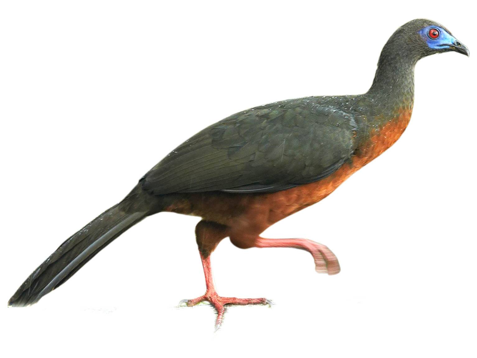 A photo of a Sickle-winged Guan (Chamaepetes goudotii)