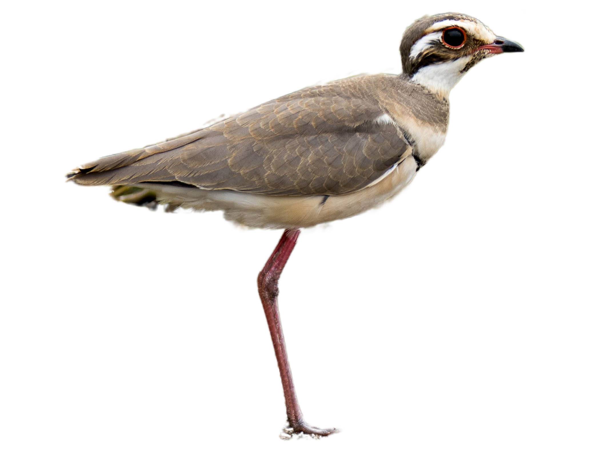 A photo of a Bronze-winged Courser (Rhinoptilus chalcopterus)