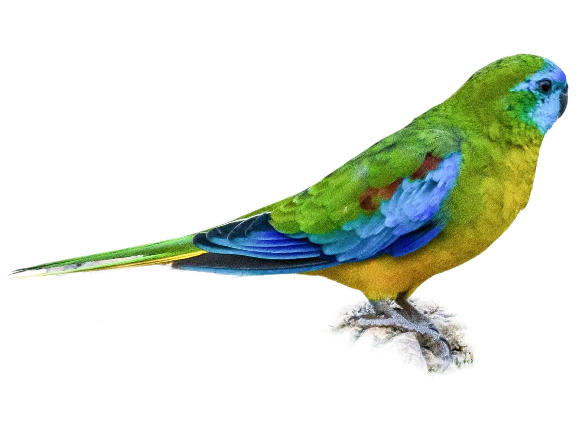 A photo of a Turquoise Parrot (Neophema pulchella), male