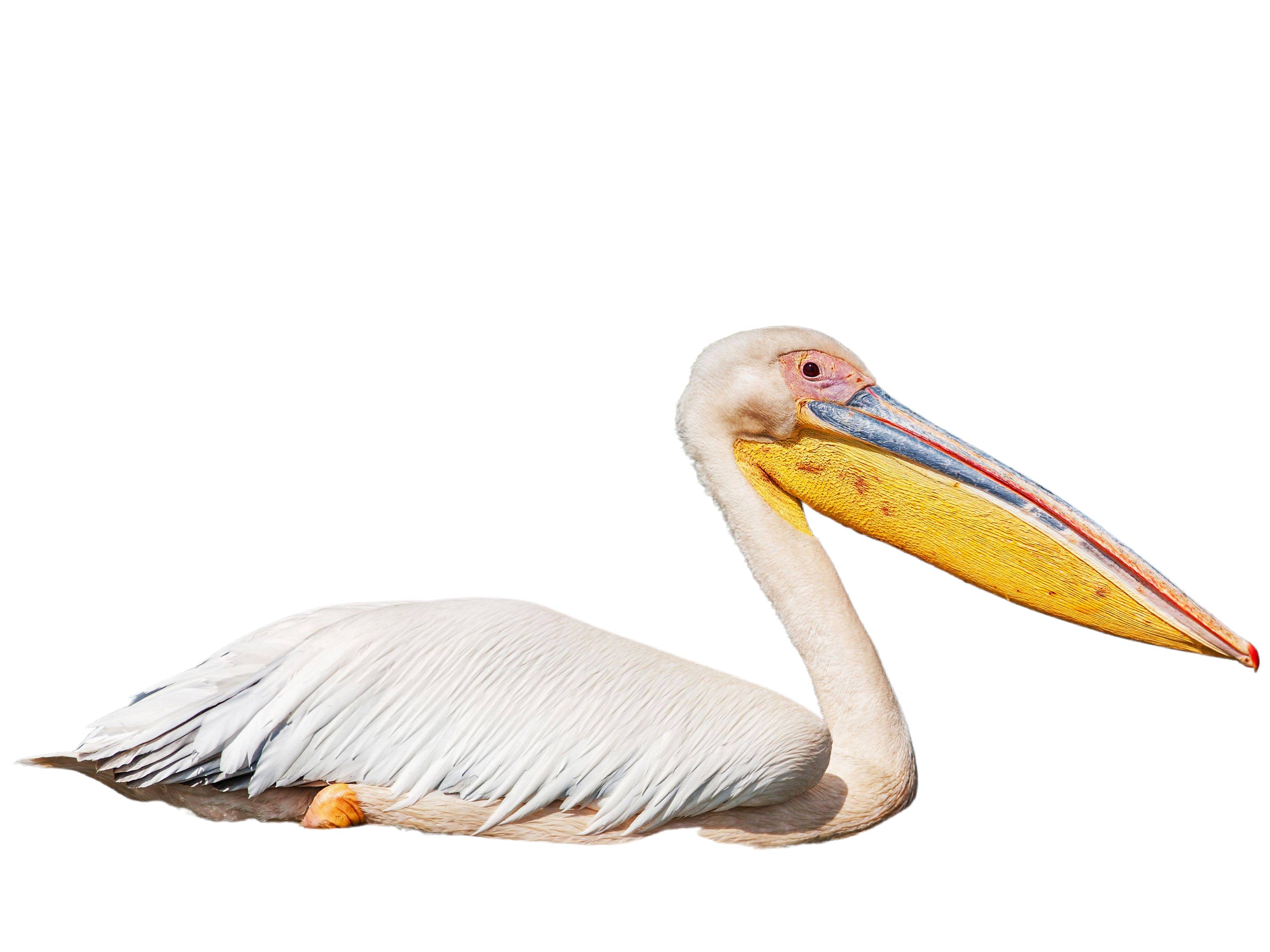 A photo of a Great White Pelican (Pelecanus onocrotalus)