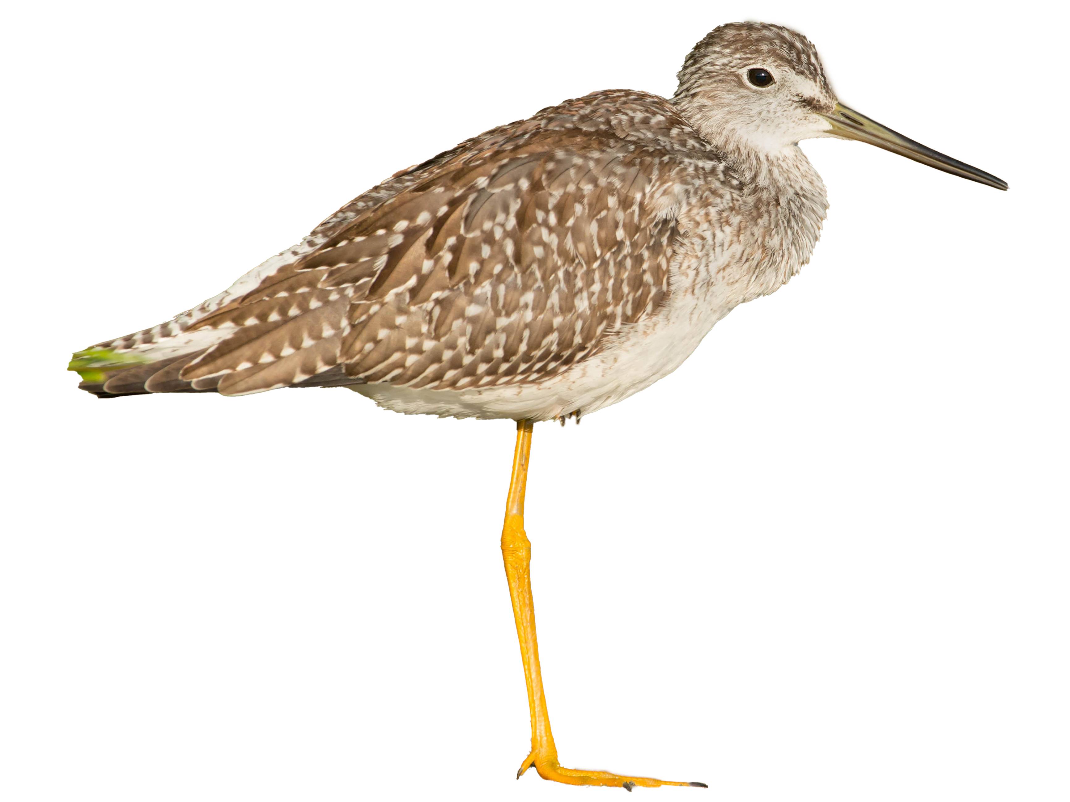 A photo of a Greater Yellowlegs (Tringa melanoleuca)