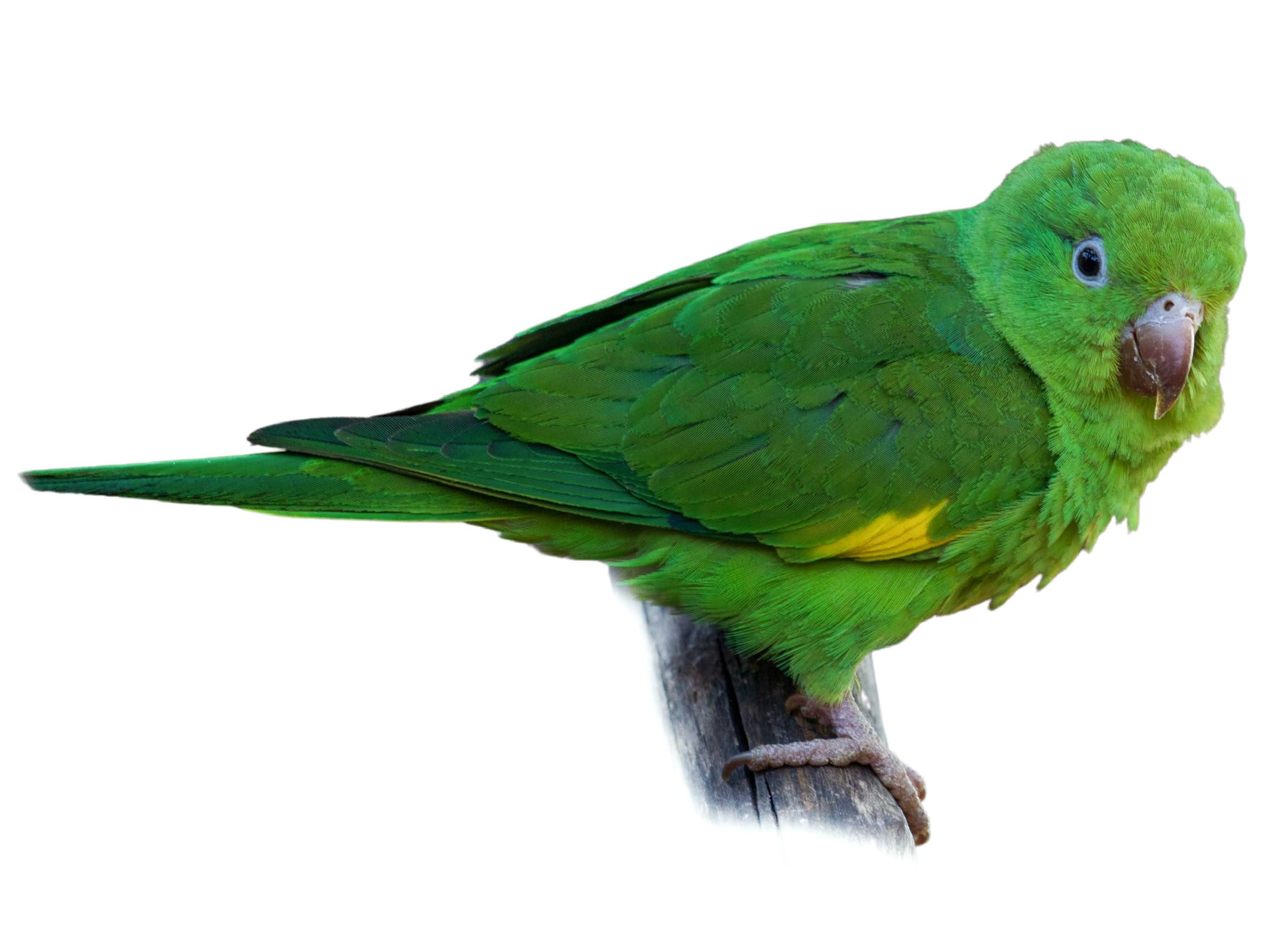 A photo of a Yellow-chevroned Parakeet (Brotogeris chiriri)