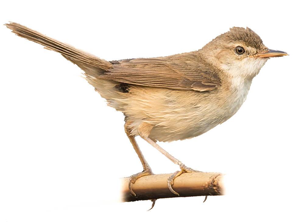 A photo of a Blunt-winged Warbler (Acrocephalus concinens)