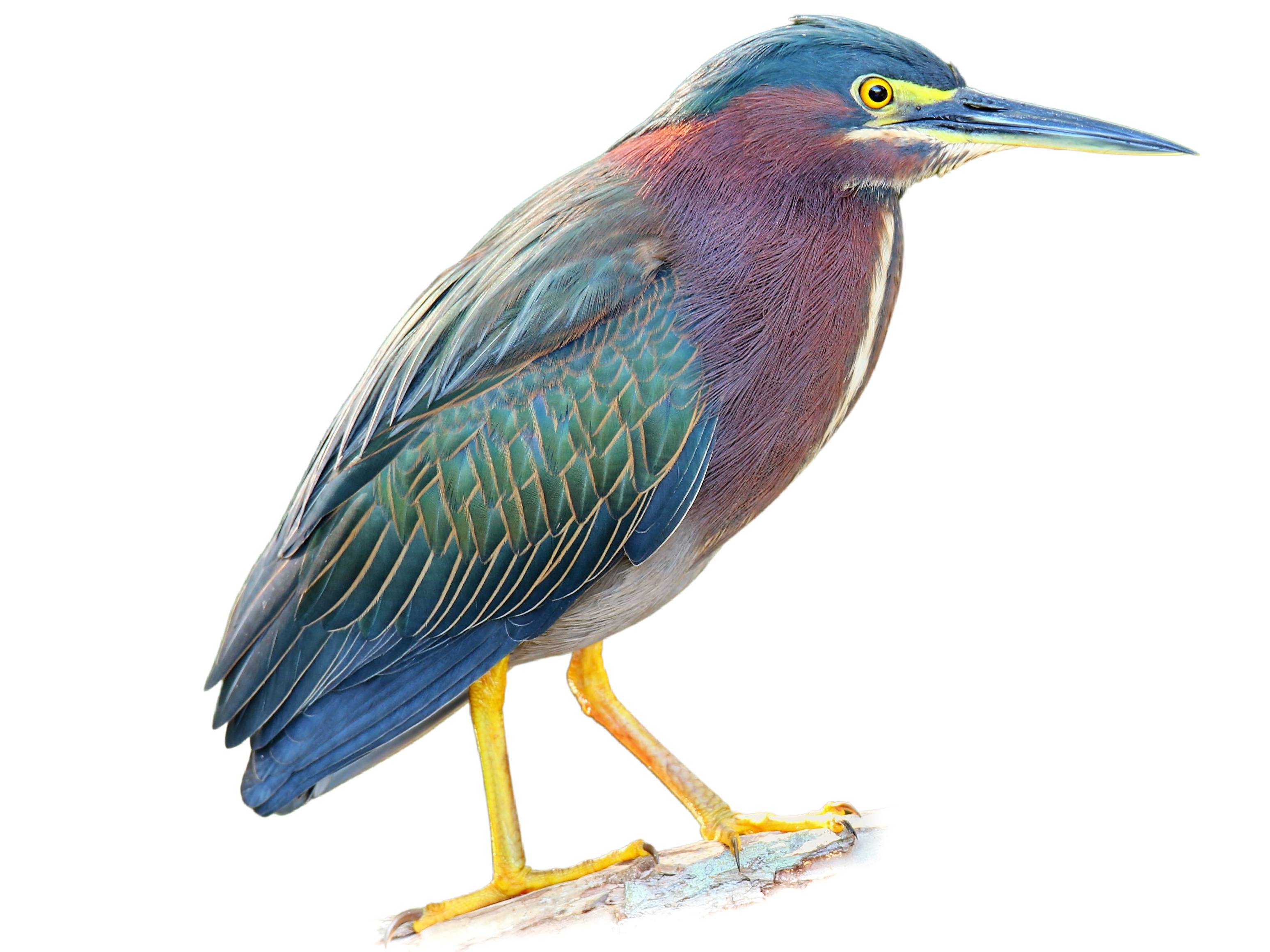 A photo of a Green Heron (Butorides virescens)