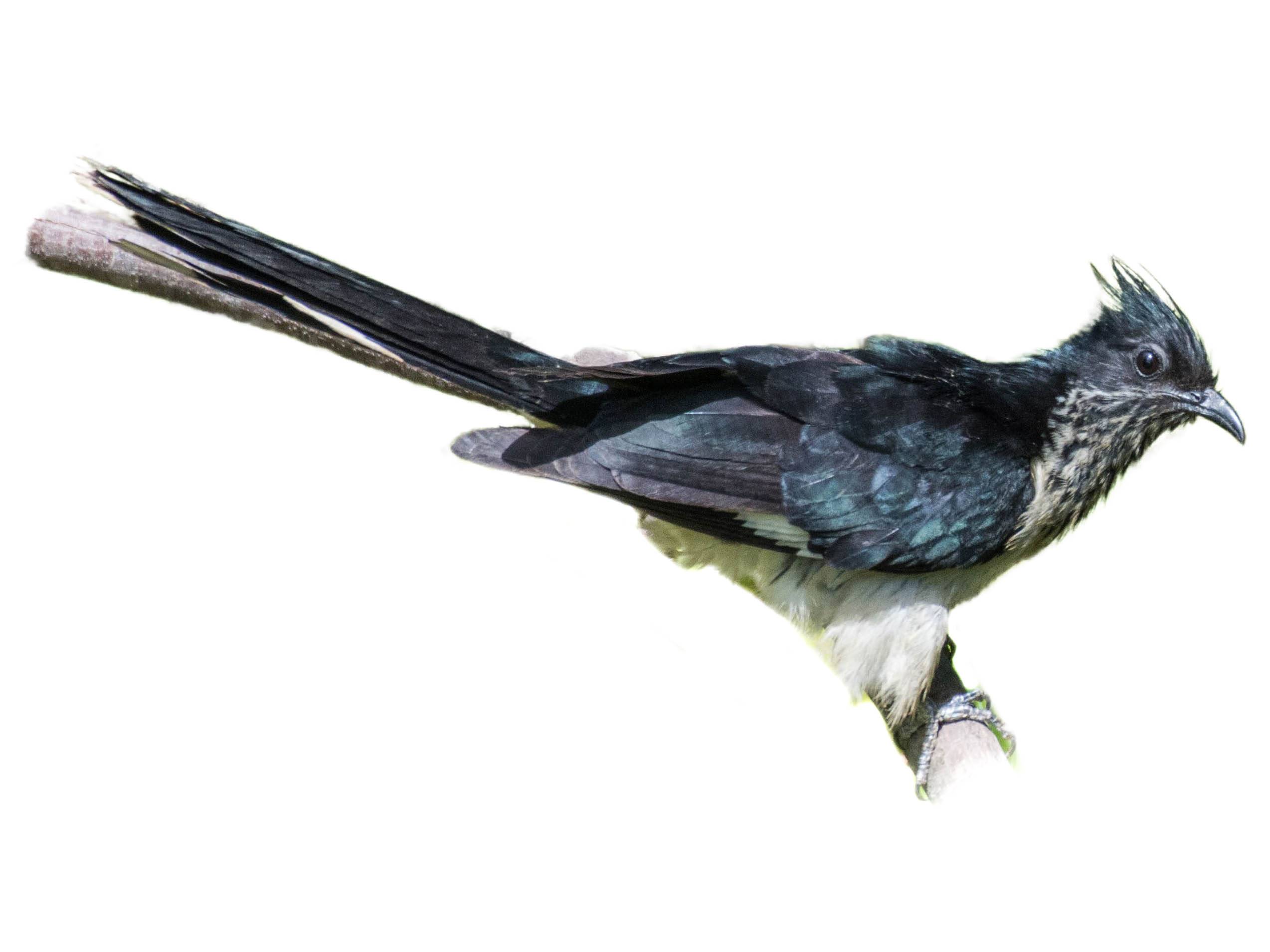 A photo of a Levaillant's Cuckoo (Clamator levaillantii)