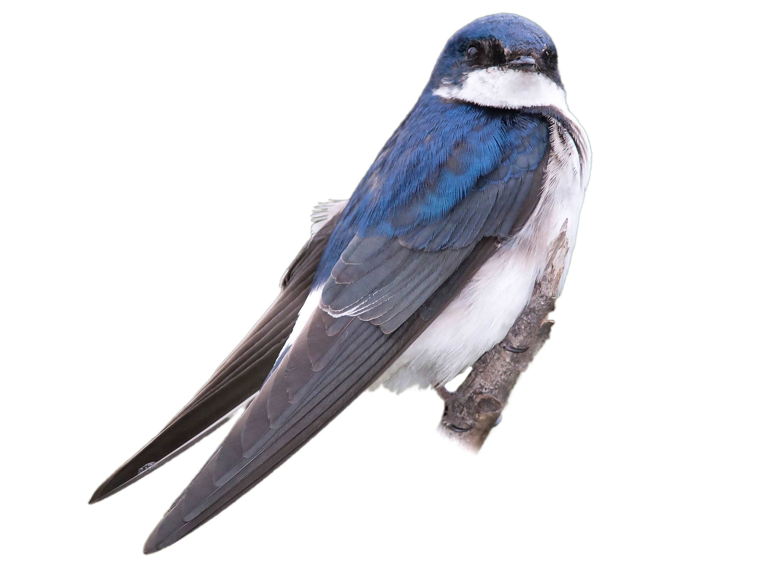 A photo of a Chilean Swallow (Tachycineta leucopyga)