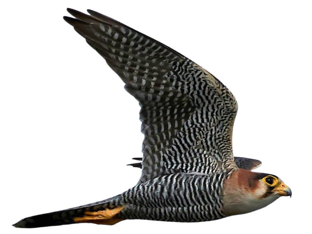 A photo of a Red-necked Falcon (Falco chicquera)