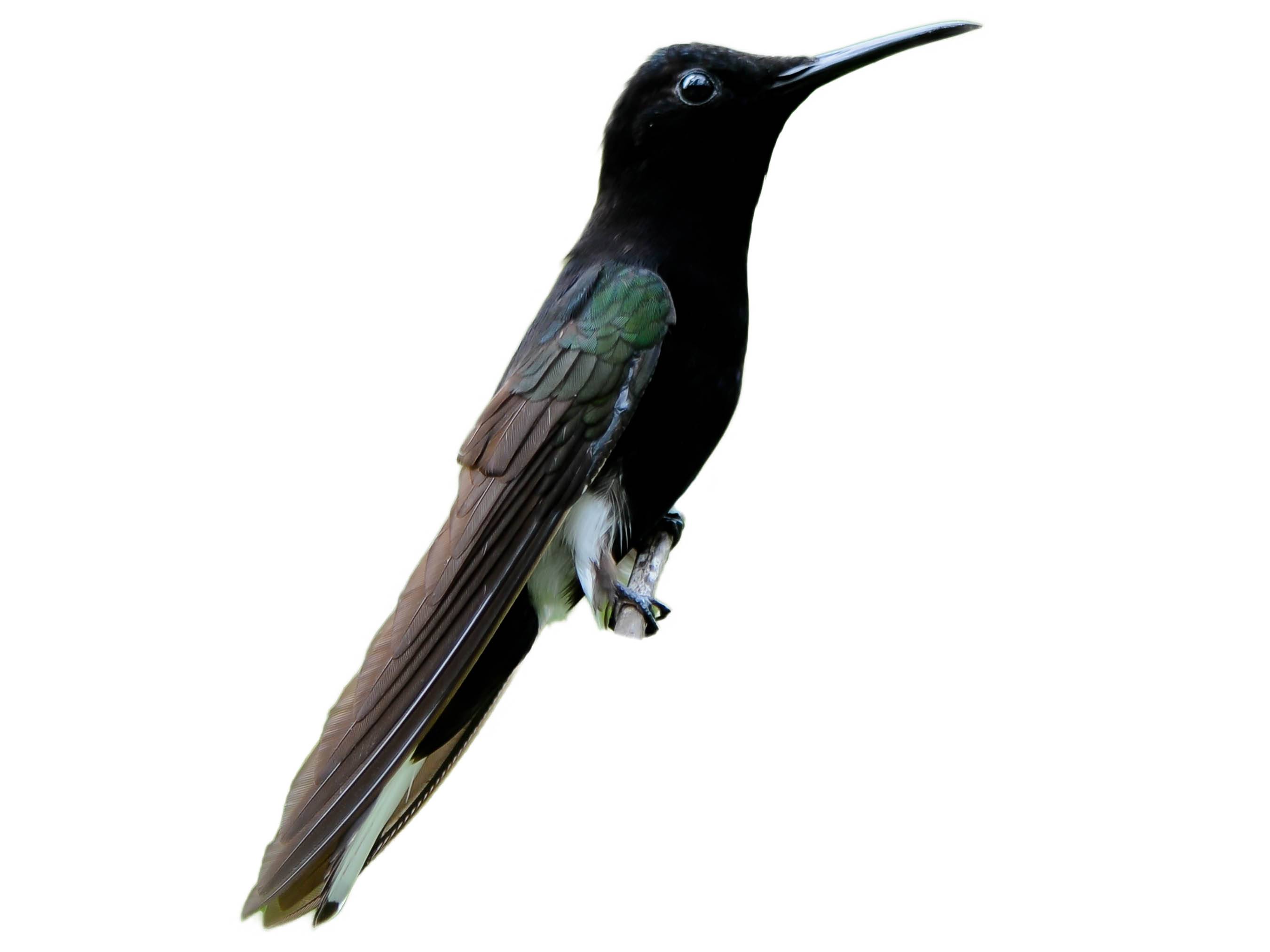 A photo of a Black Jacobin (Florisuga fusca)