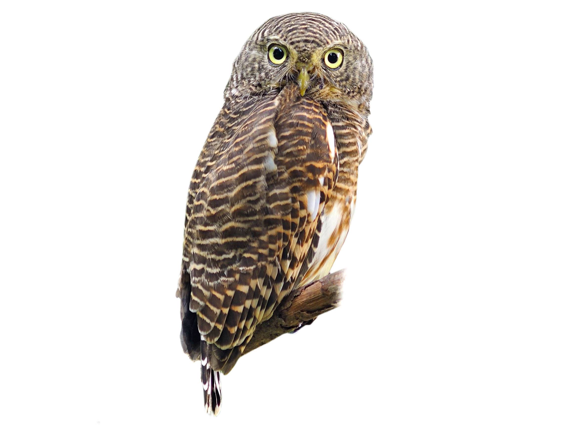 A photo of a Asian Barred Owlet (Glaucidium cuculoides)