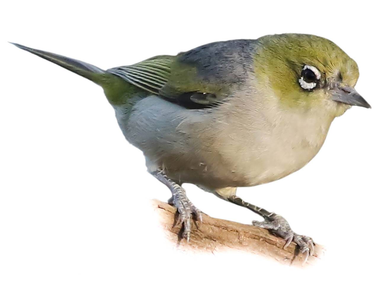 A photo of a Silvereye (Zosterops lateralis)