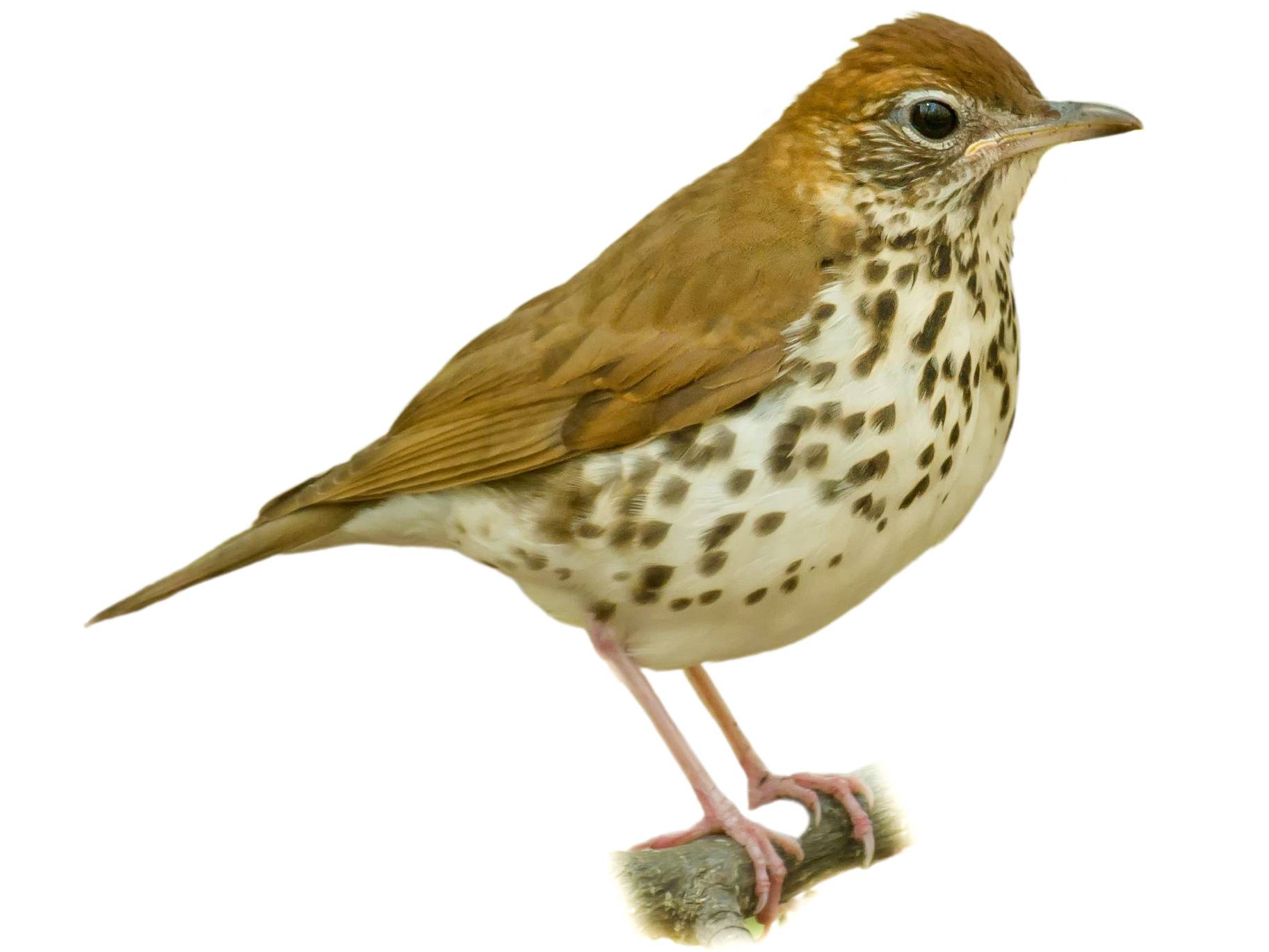 A photo of a Wood Thrush (Hylocichla mustelina)