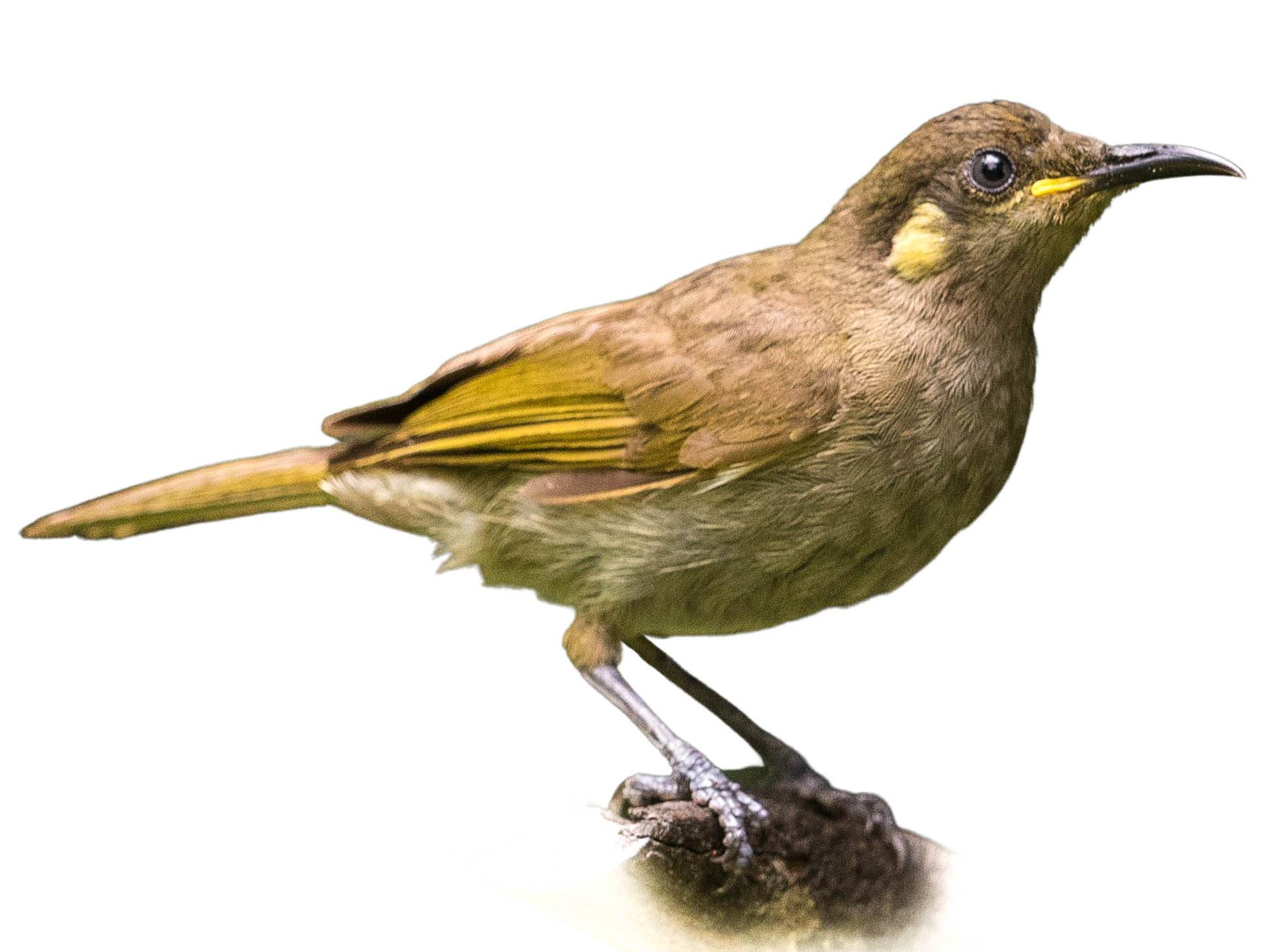 A photo of a Yellow-spotted Honeyeater (Meliphaga notata)