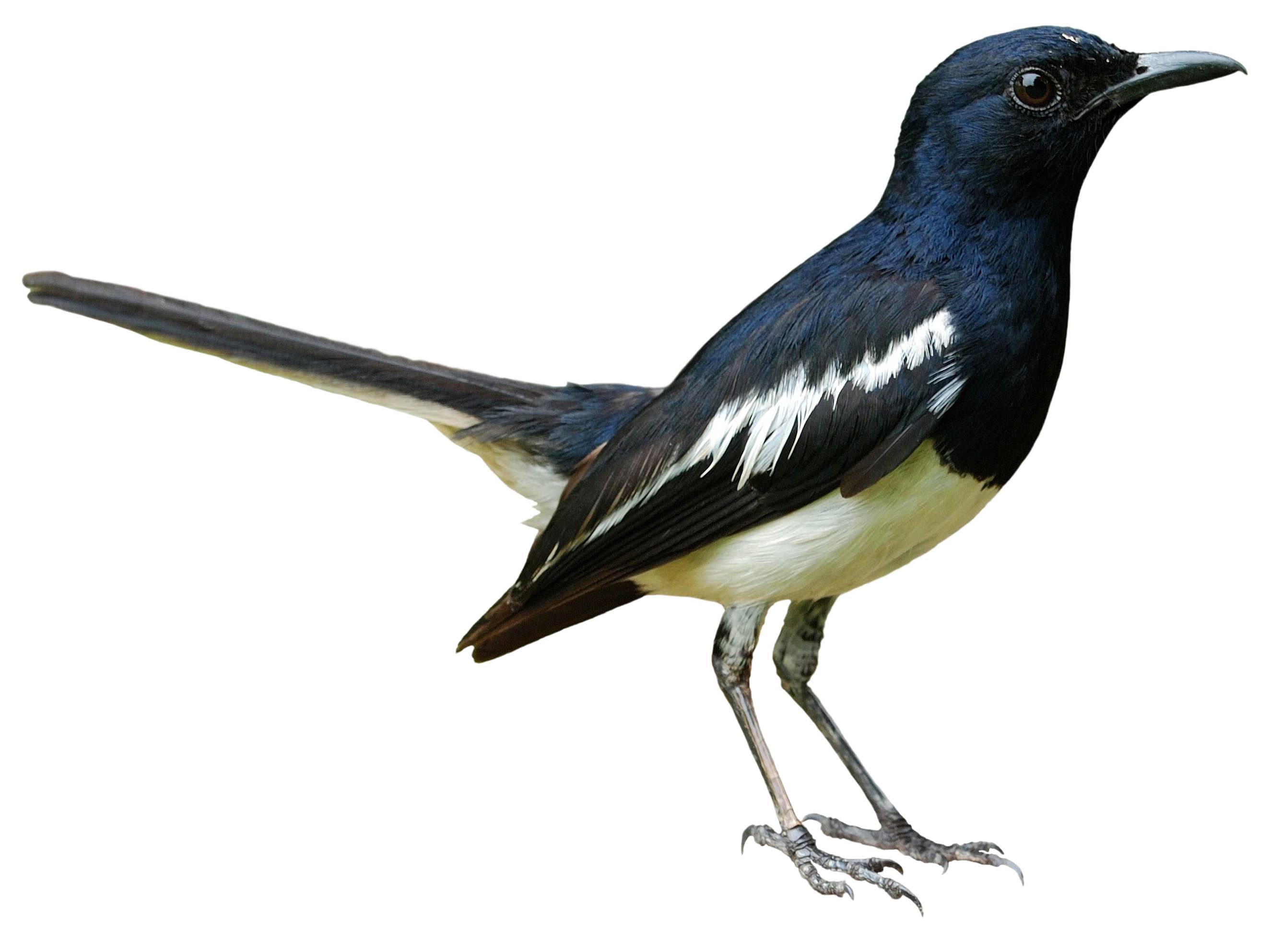 A photo of a Oriental Magpie-Robin (Copsychus saularis), male