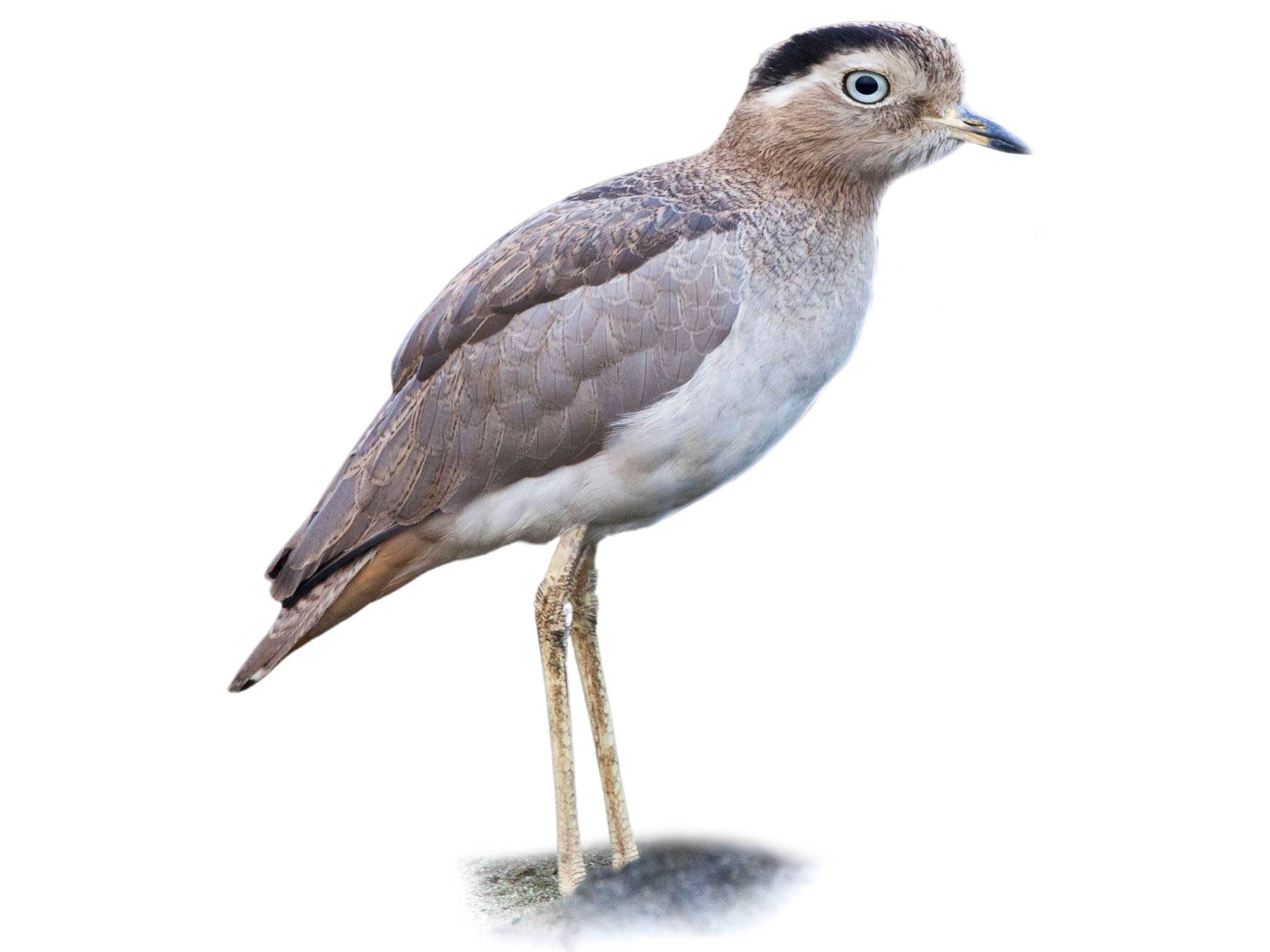 Peruvian Thick-knee (Hesperoburhinus superciliaris) identification