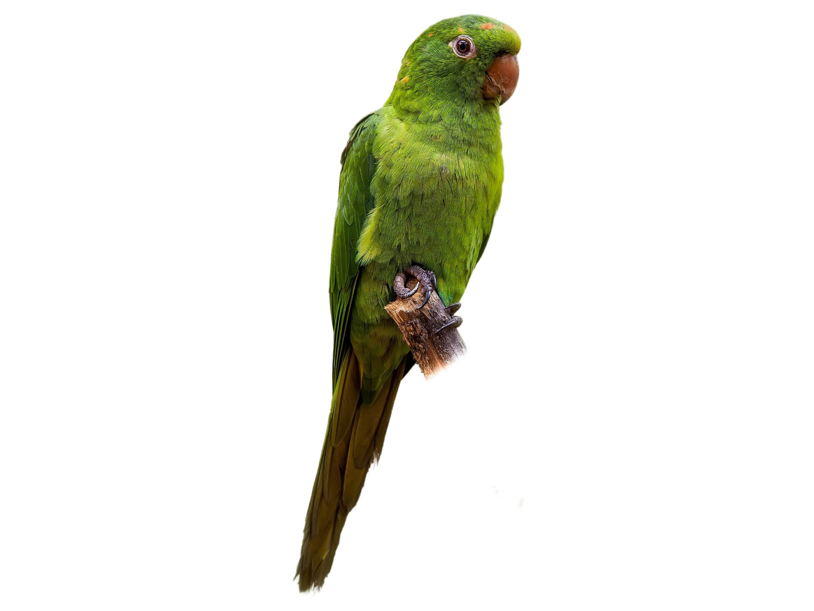 A photo of a White-eyed Parakeet (Psittacara leucophthalmus)