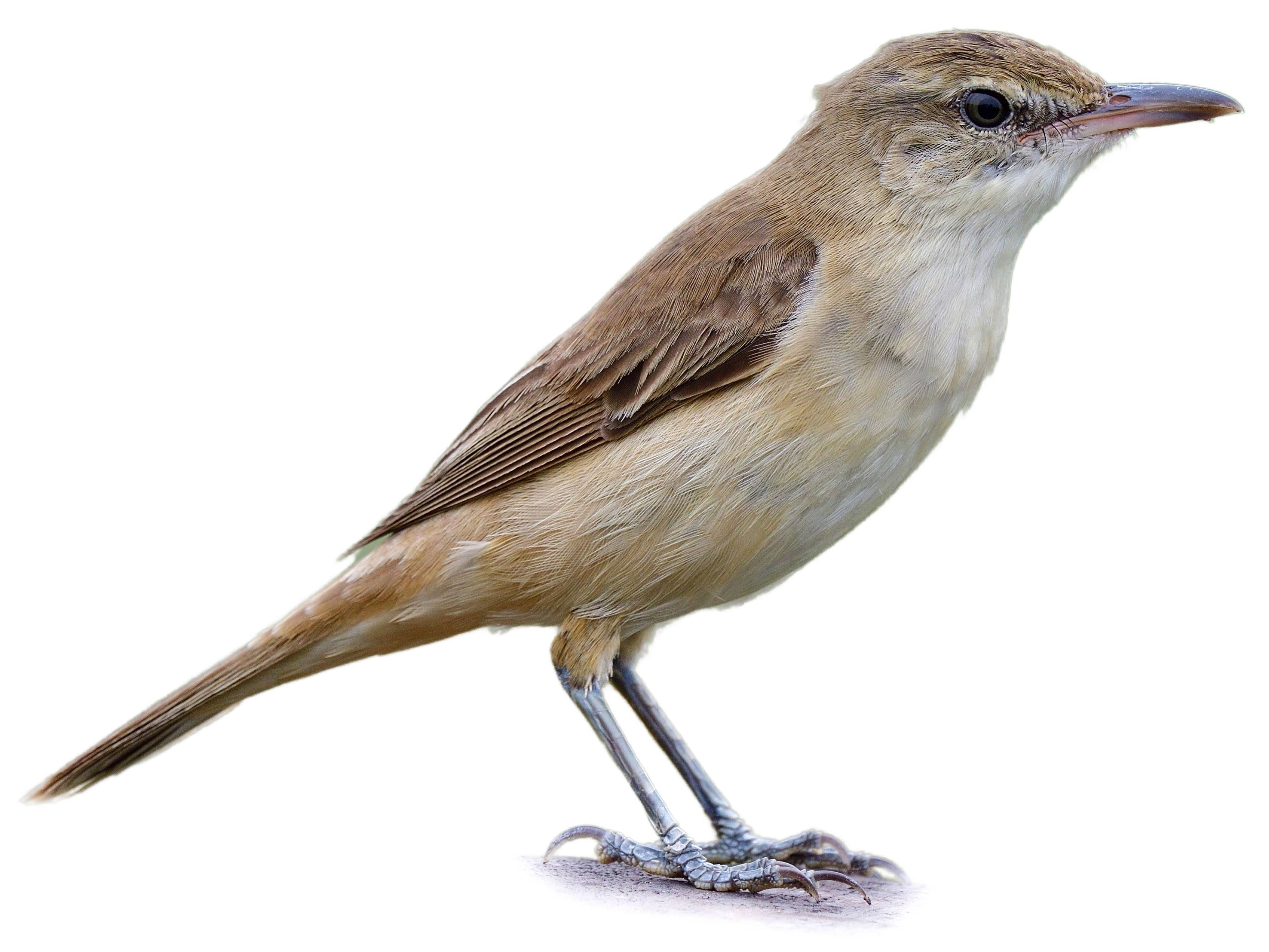 A photo of a Oriental Reed Warbler (Acrocephalus orientalis)