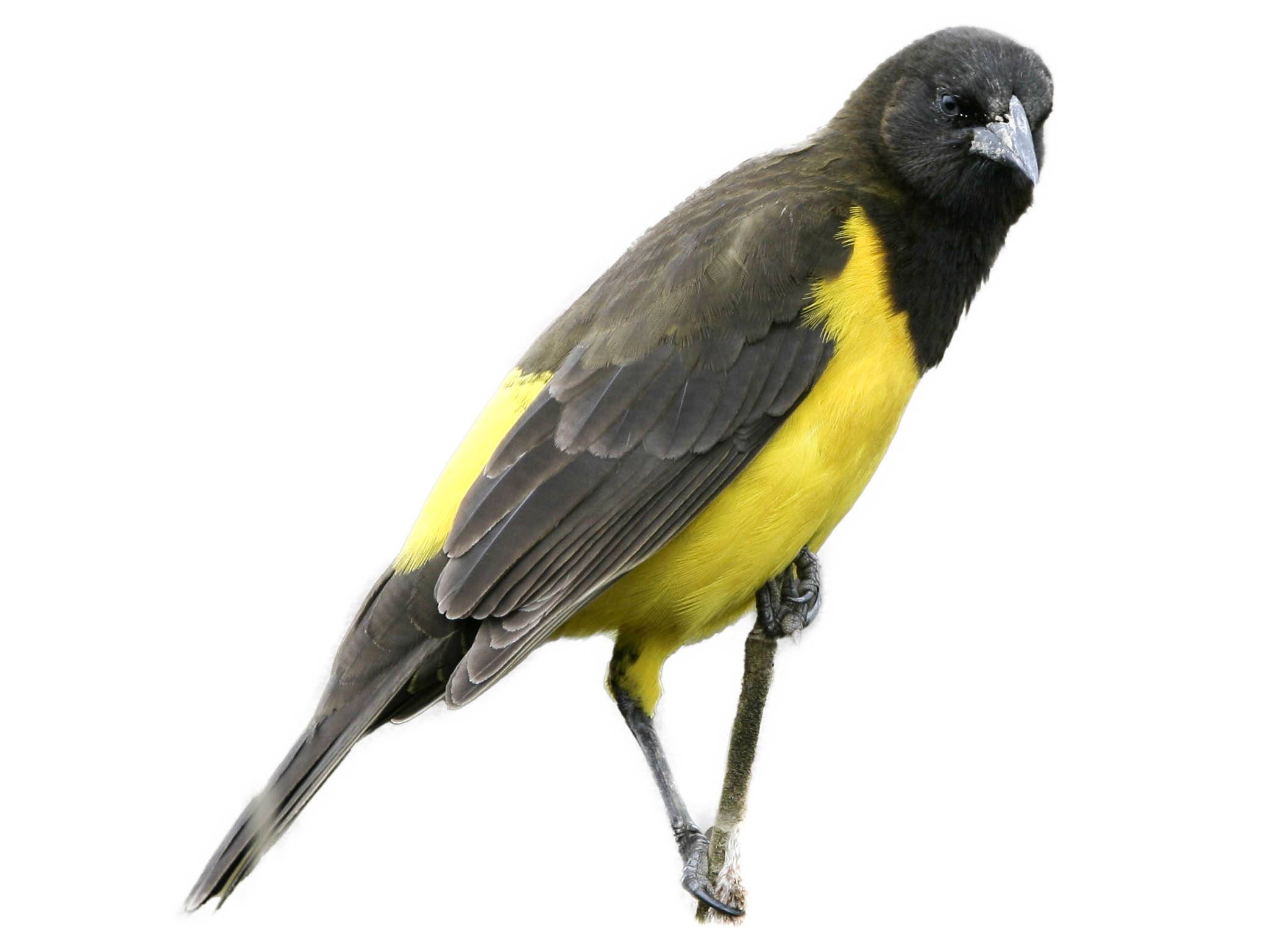 A photo of a Yellow-rumped Marshbird (Pseudoleistes guirahuro)