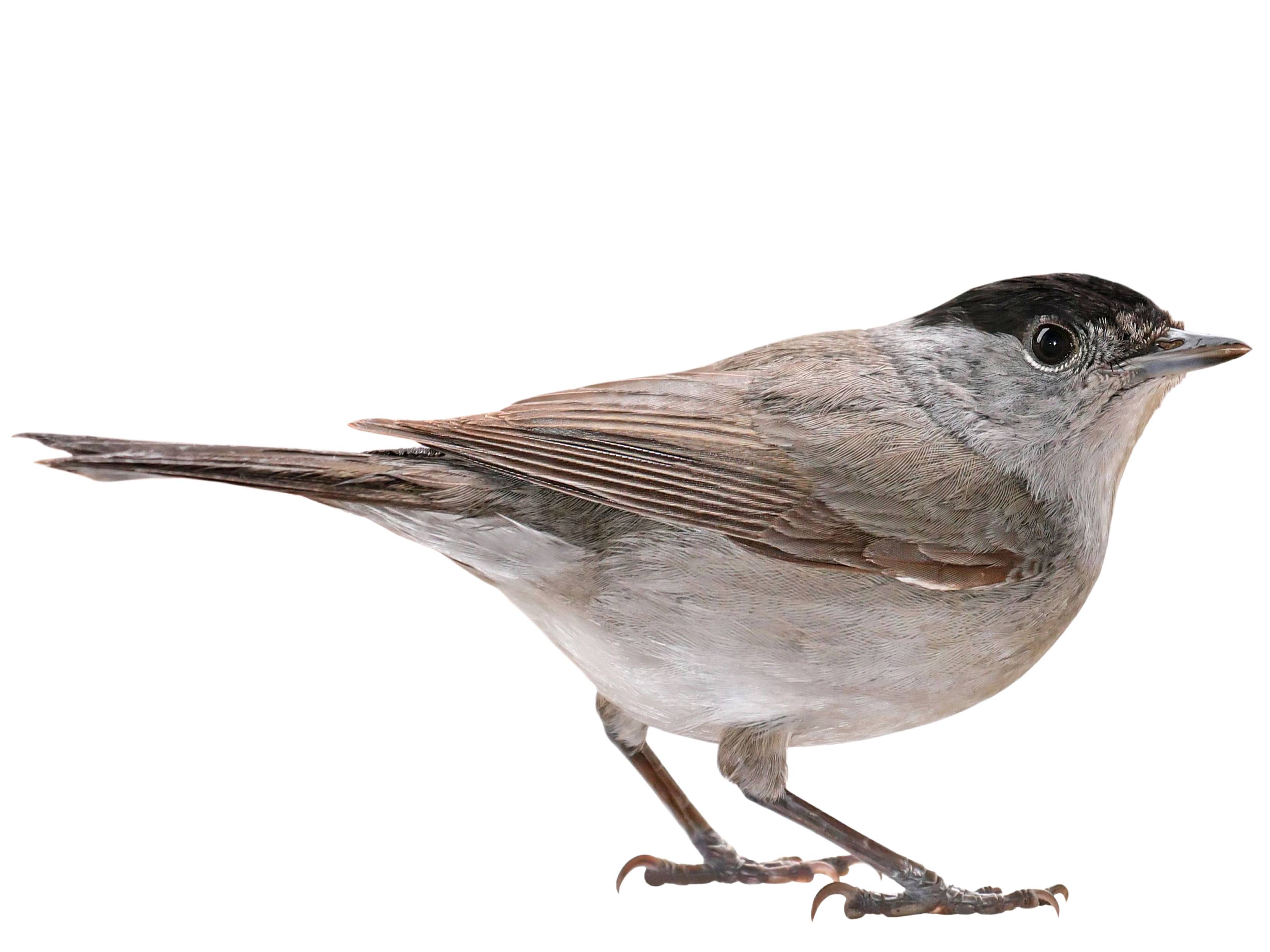 A photo of a Eurasian Blackcap (Sylvia atricapilla), male