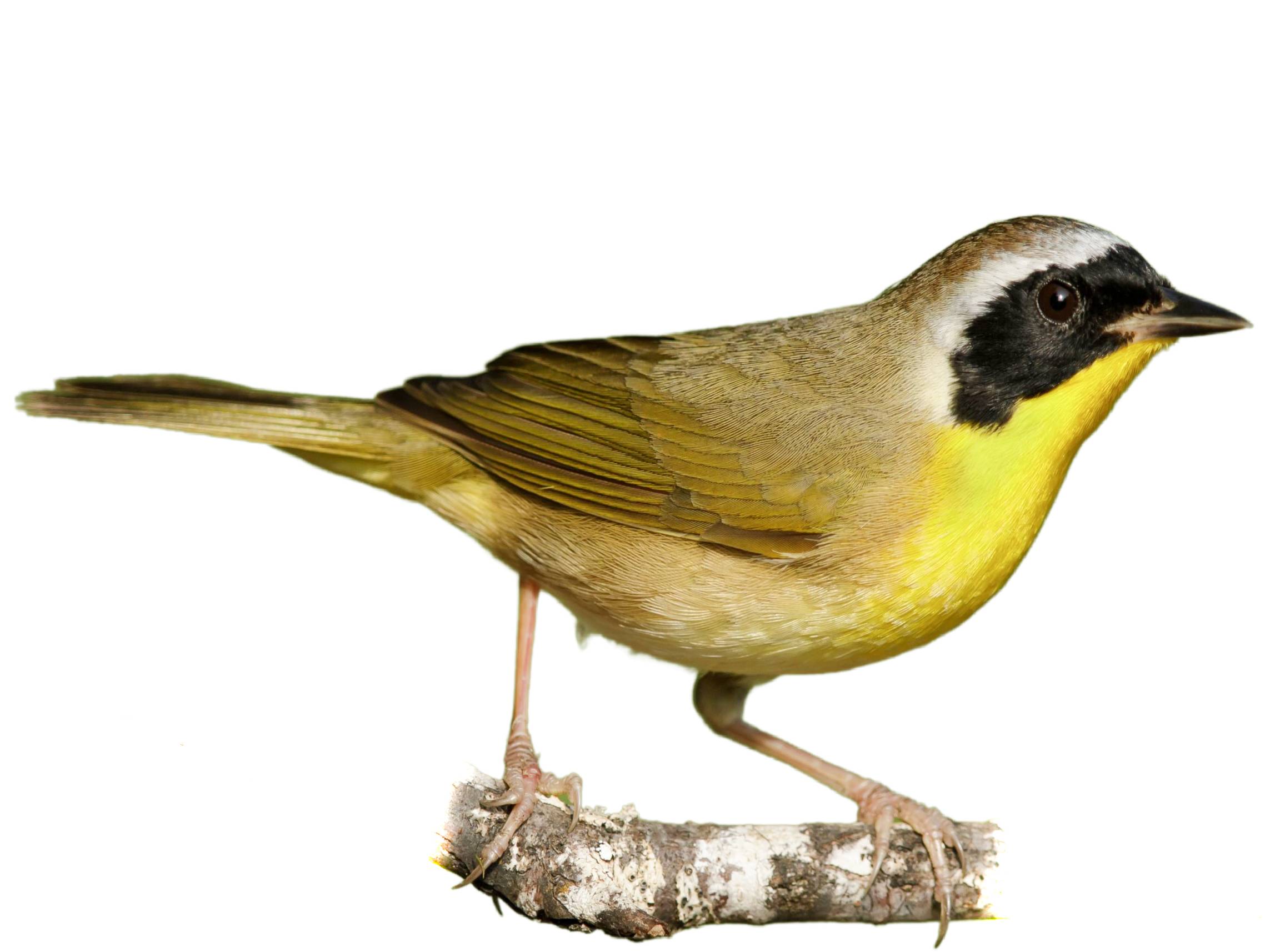 A photo of a Common Yellowthroat (Geothlypis trichas), male