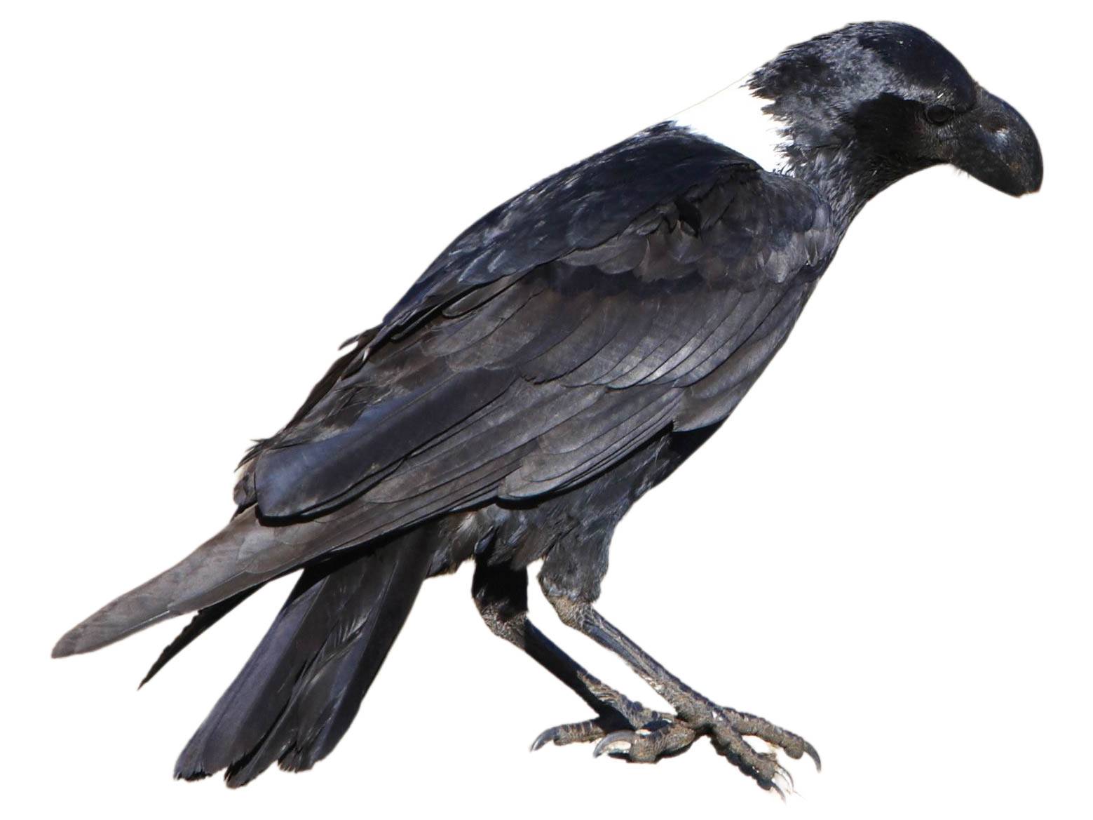 A photo of a White-necked Raven (Corvus albicollis)