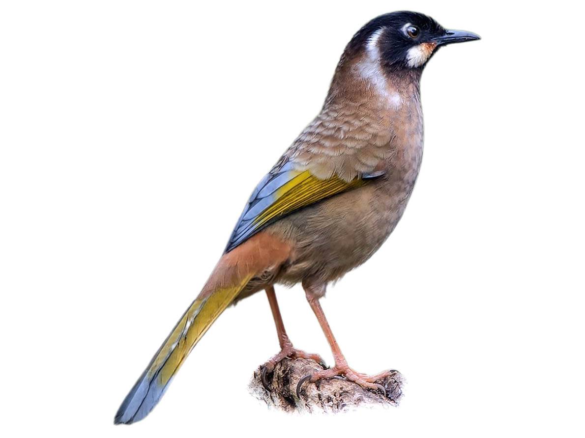 A photo of a Black-faced Laughingthrush (Trochalopteron affine)