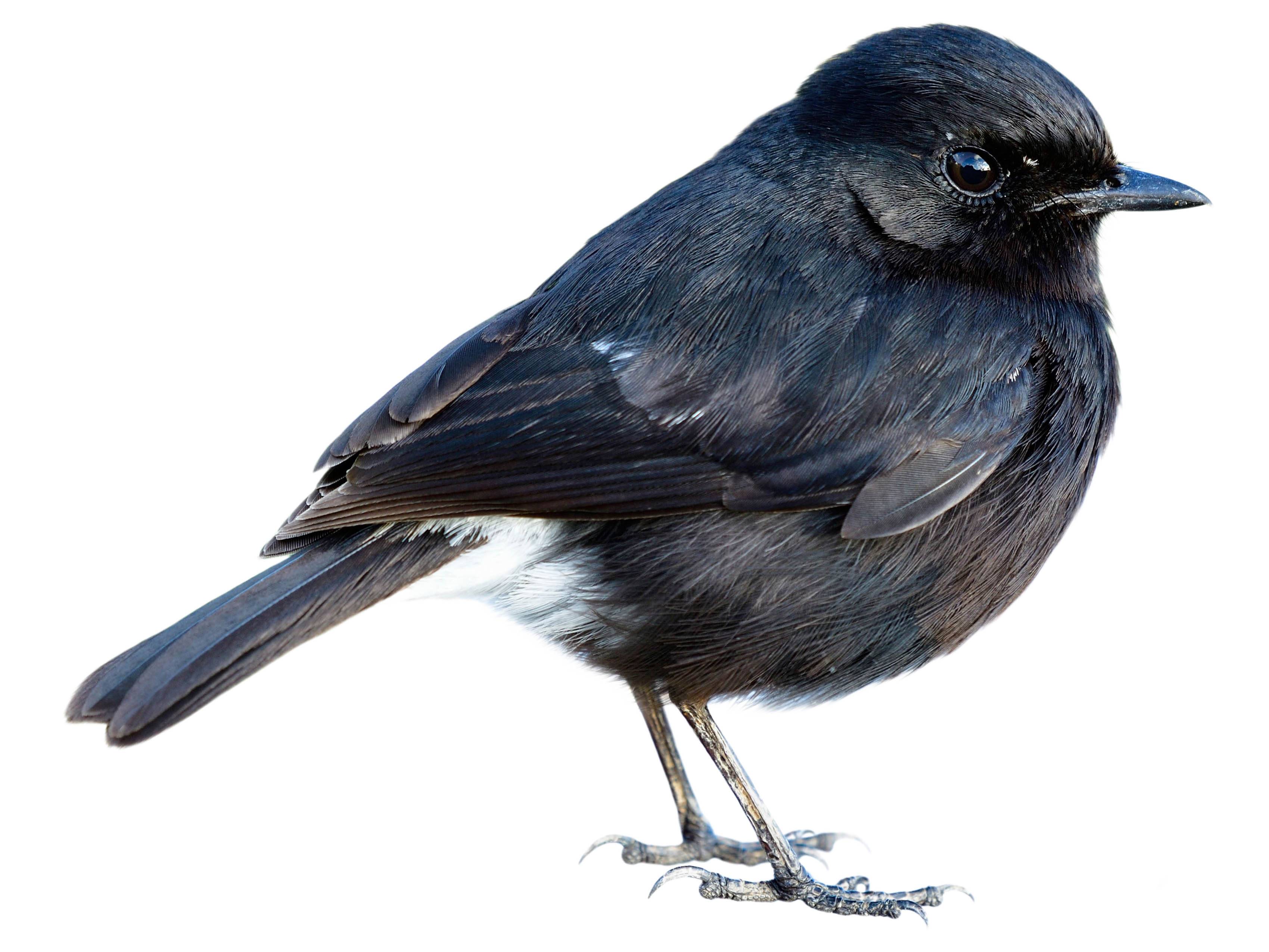 A photo of a Pied Bush Chat (Saxicola caprata), male