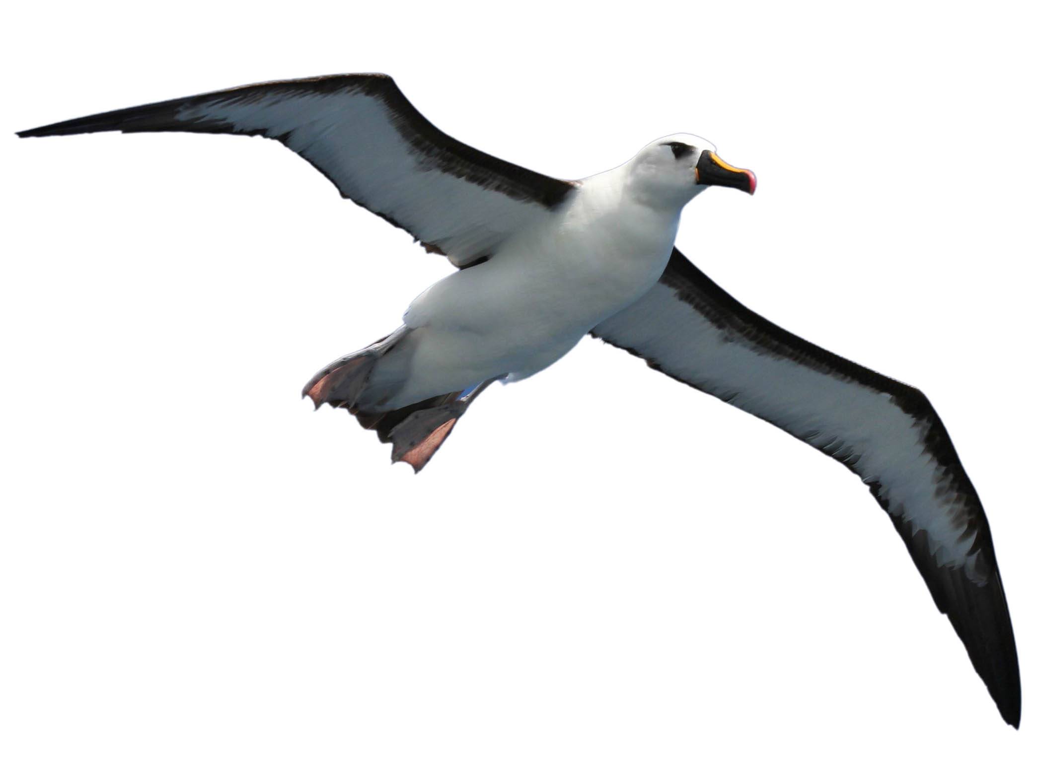 A photo of a Atlantic Yellow-nosed Albatross (Thalassarche chlororhynchos)