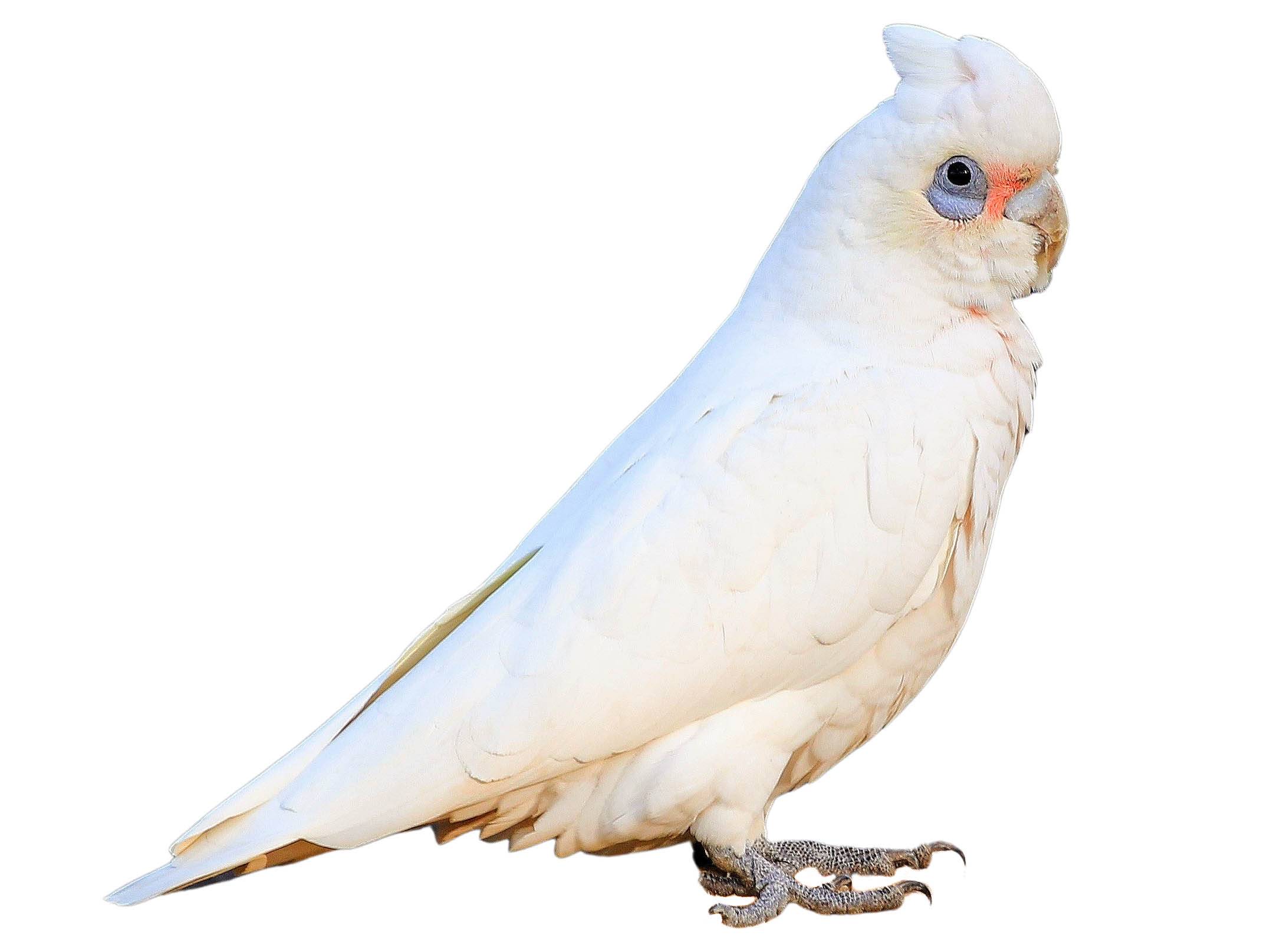 A photo of a Little Corella (Cacatua sanguinea)