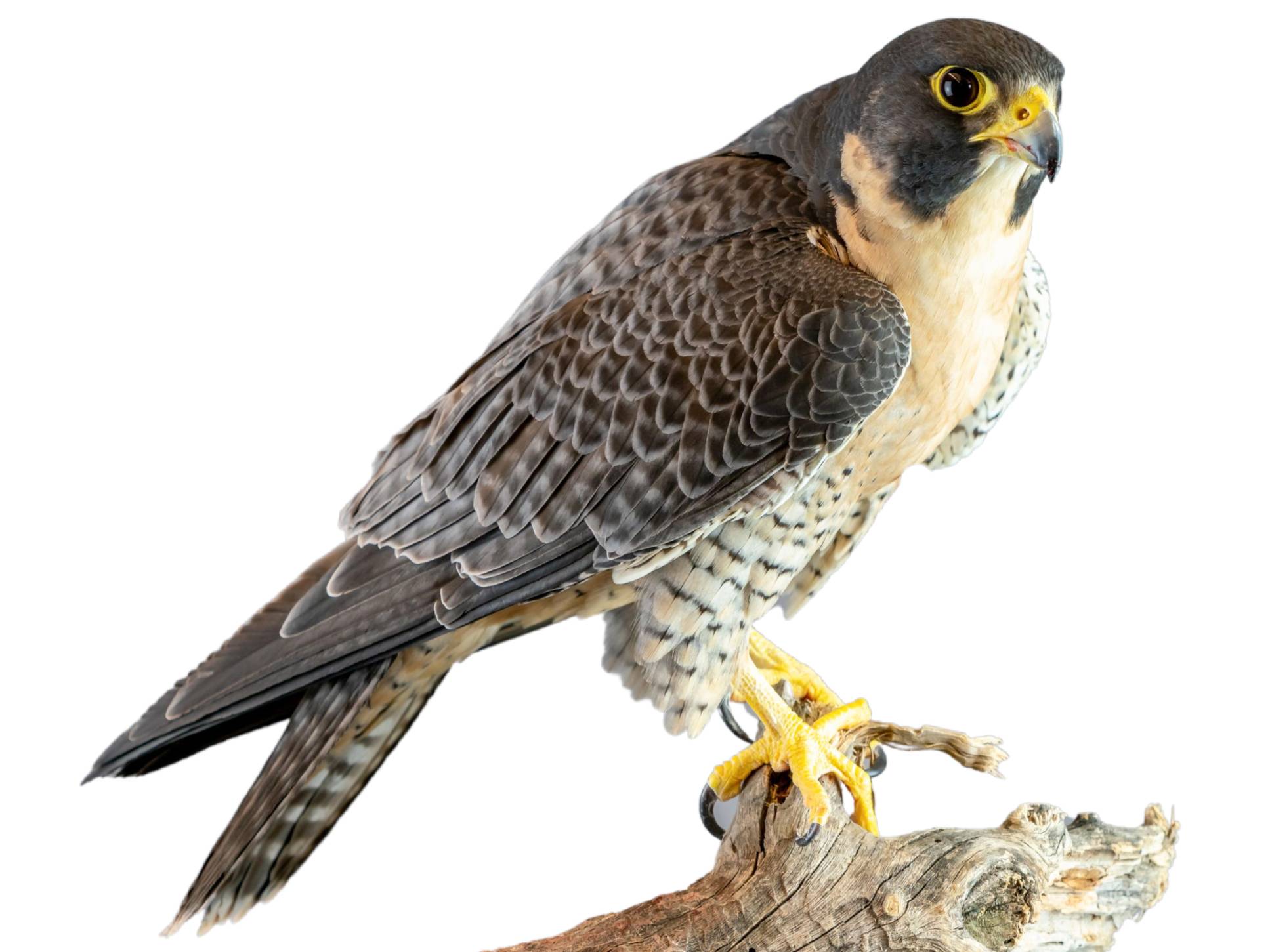 A photo of a Peregrine Falcon (Falco peregrinus)