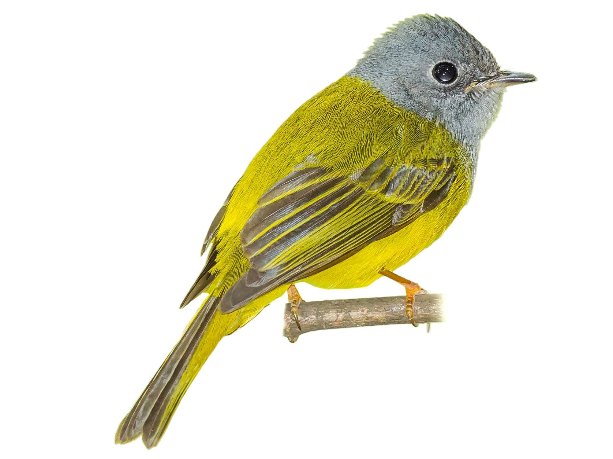 A photo of a Grey-headed Canary-flycatcher (Culicicapa ceylonensis)