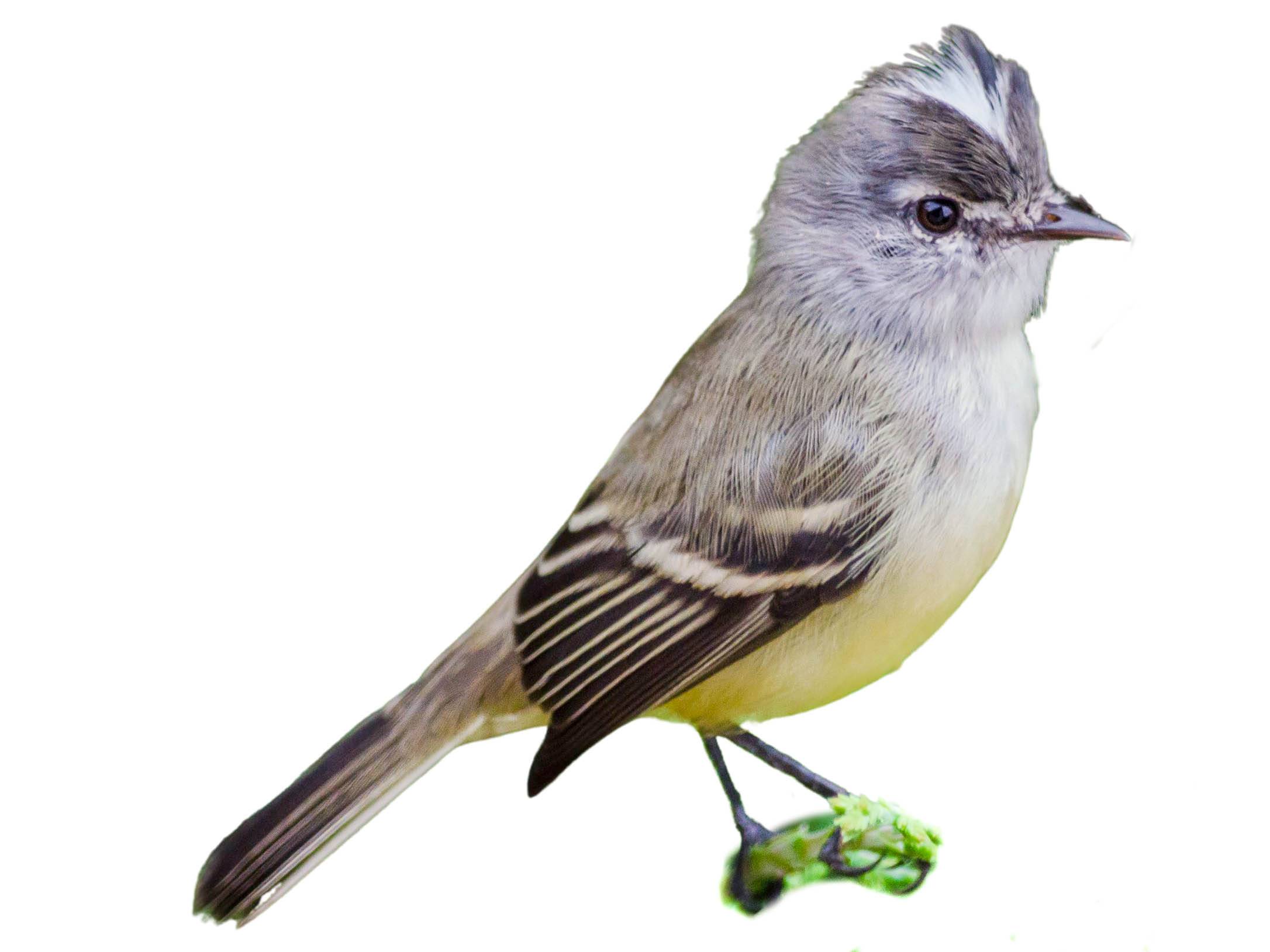 A photo of a White-crested Tyrannulet (Serpophaga subcristata)