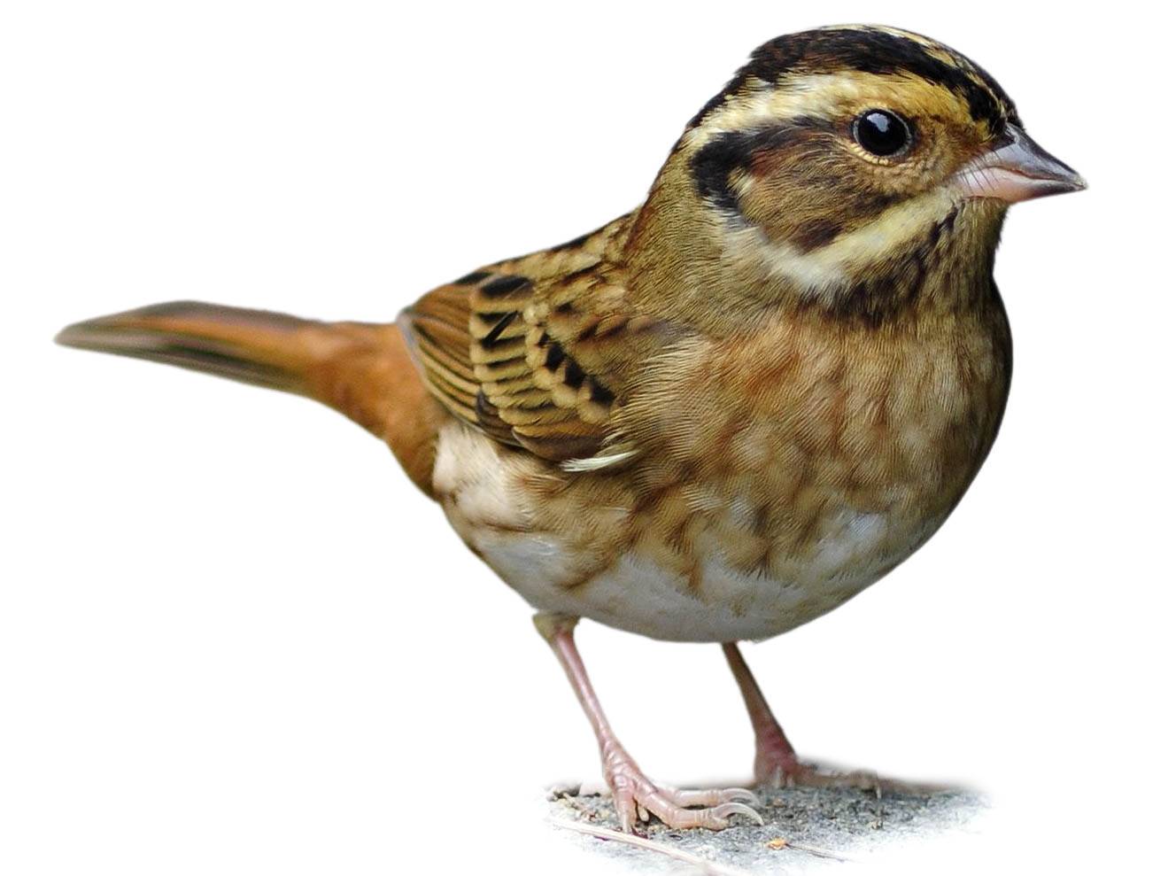 A photo of a Yellow-browed Bunting (Emberiza chrysophrys), female