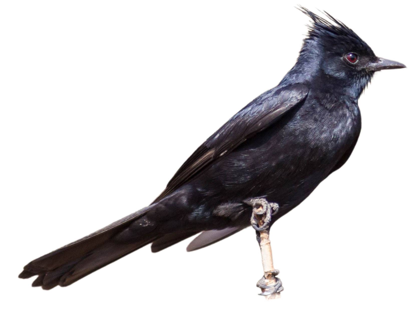 A photo of a Crested Black Tyrant (Knipolegus lophotes)