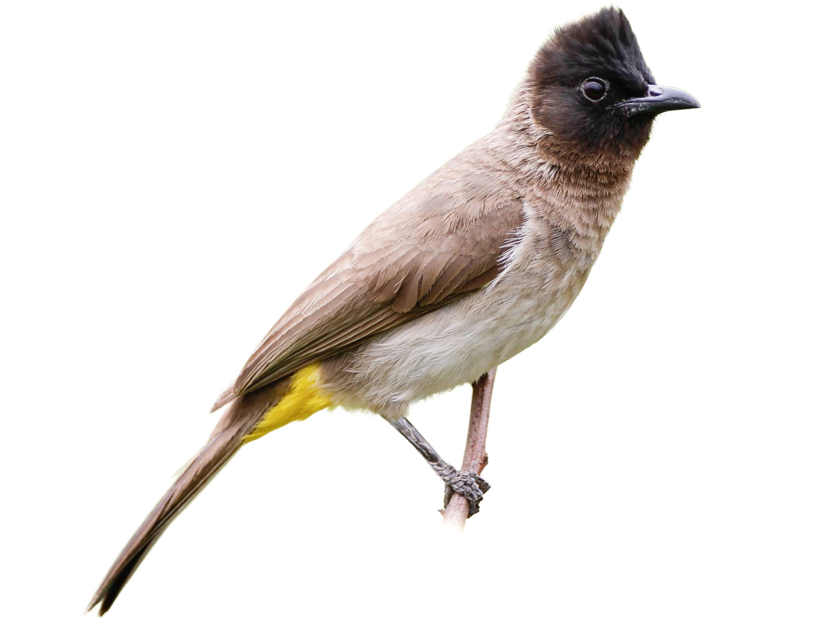 A photo of a Dark-capped Bulbul (Pycnonotus tricolor)