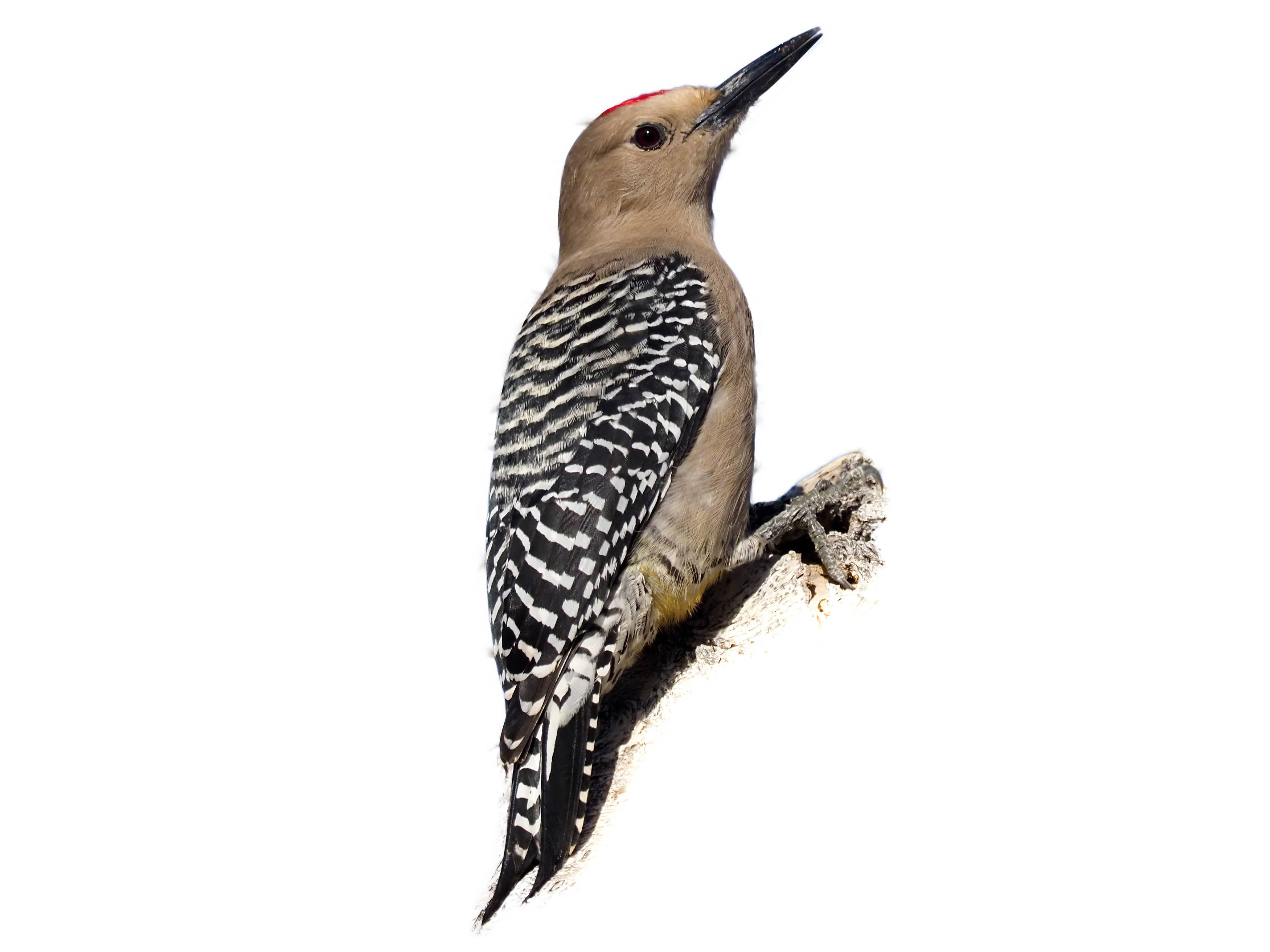 A photo of a Gila Woodpecker (Melanerpes uropygialis), male