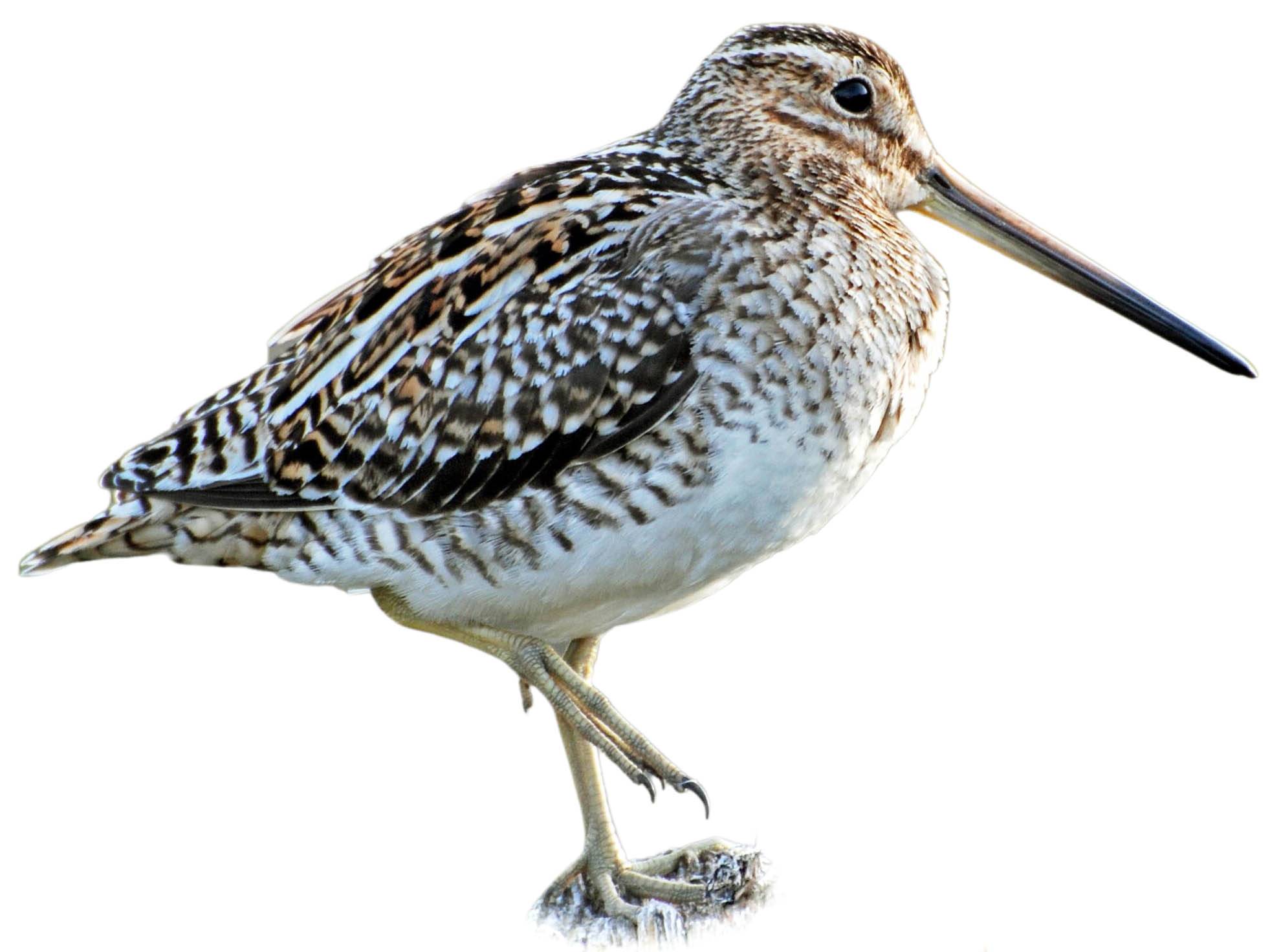 A photo of a Great Snipe (Gallinago media)