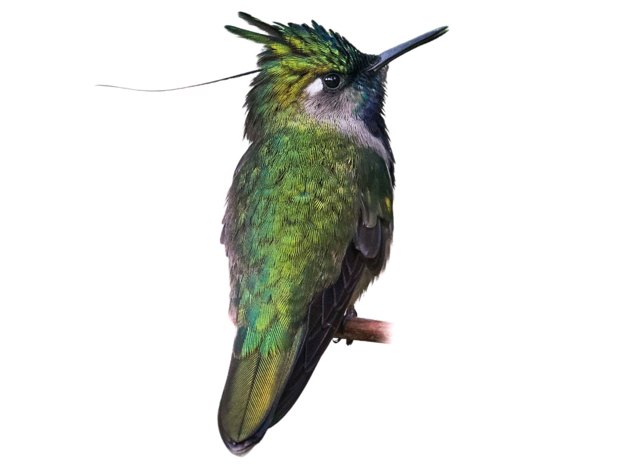A photo of a Green-crowned Plovercrest (Stephanoxis lalandi), male