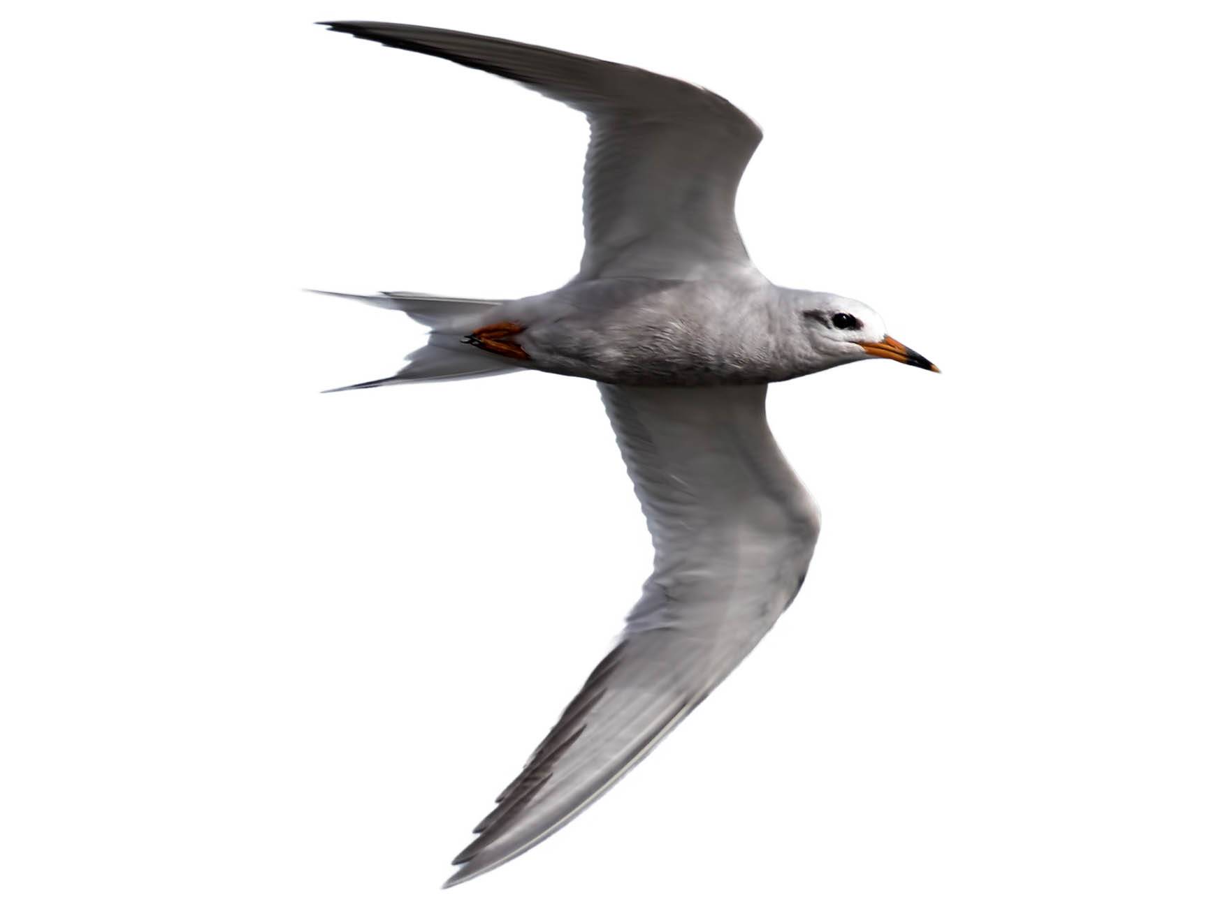 A photo of a Snowy-crowned Tern (Sterna trudeaui)