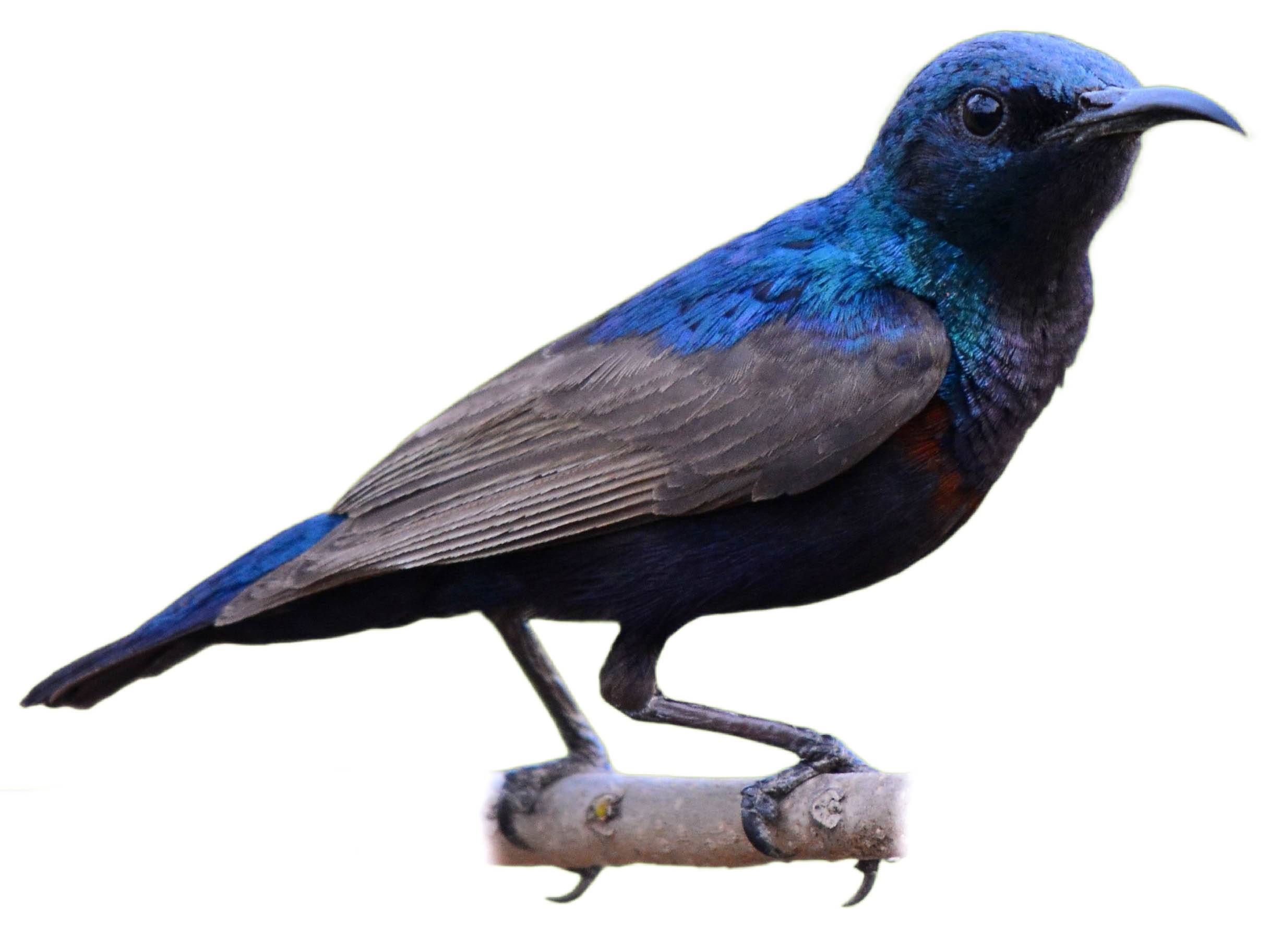 A photo of a Purple Sunbird (Cinnyris asiaticus), male