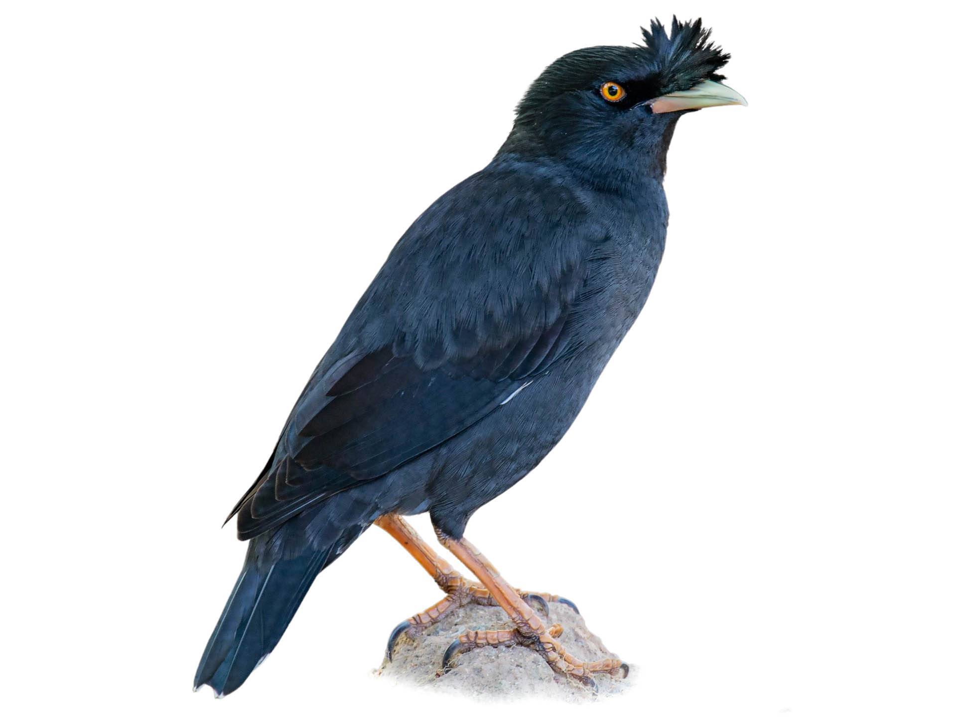 A photo of a Crested Myna (Acridotheres cristatellus)