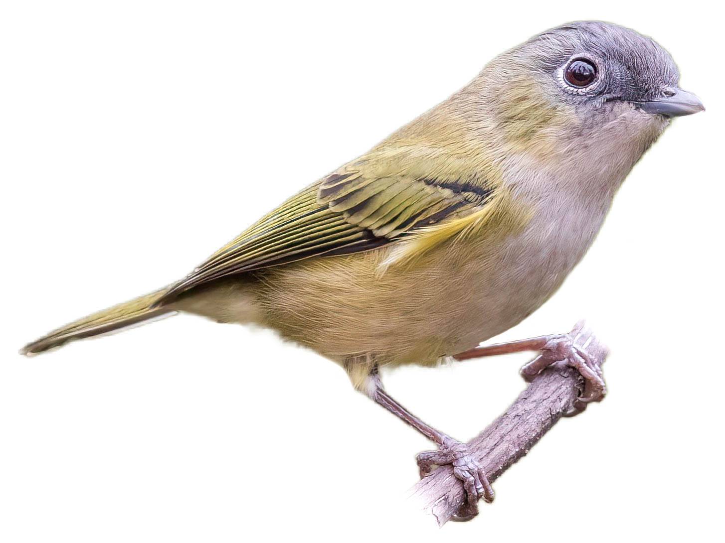 A photo of a Green Shrike-babbler (Pteruthius xanthochlorus)