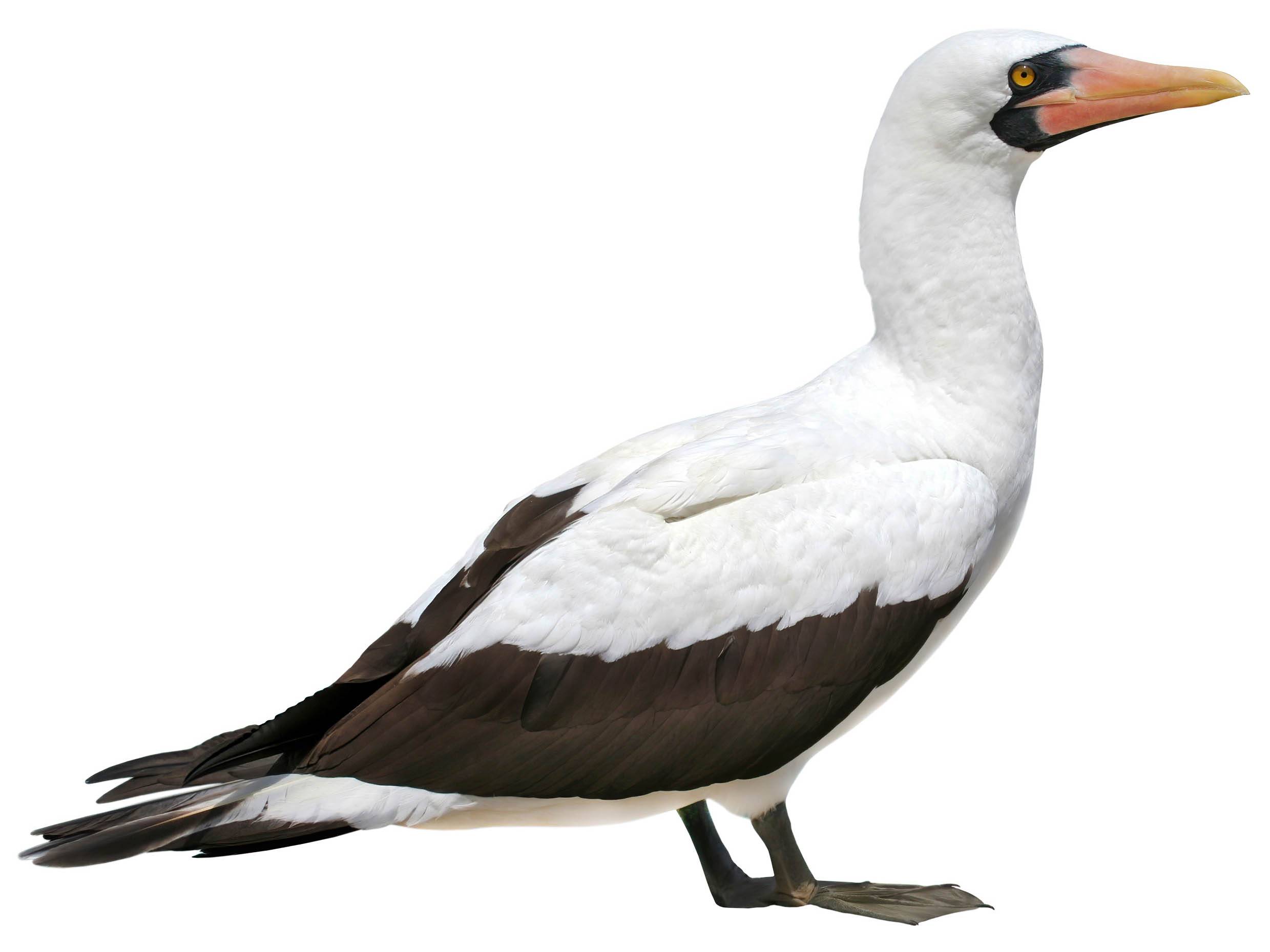 A photo of a Masked Booby (Sula dactylatra)