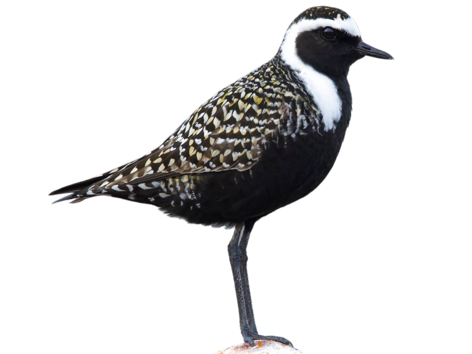 A photo of a American Golden Plover (Pluvialis dominica)