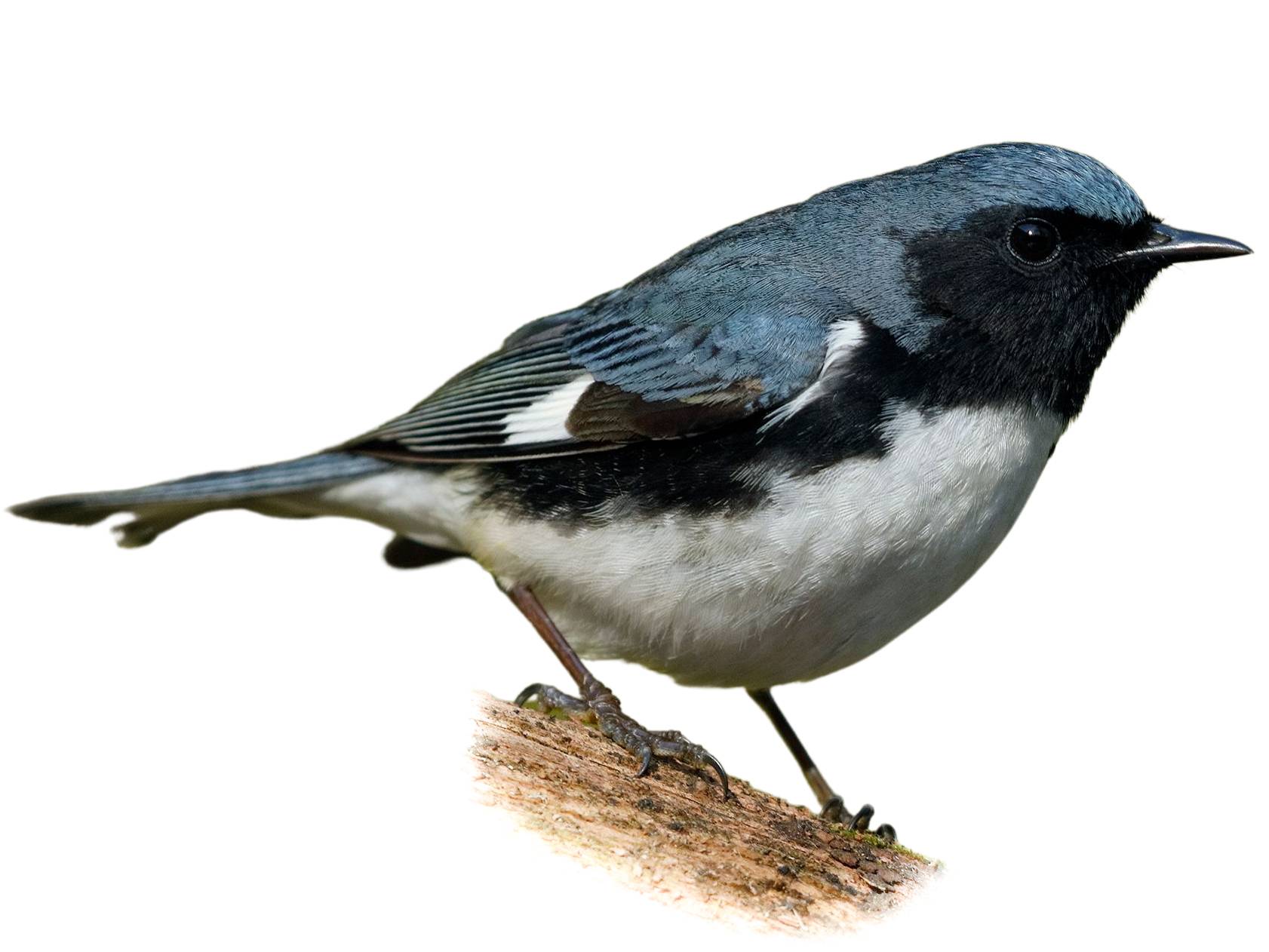 A photo of a Black-throated Blue Warbler (Setophaga caerulescens), male