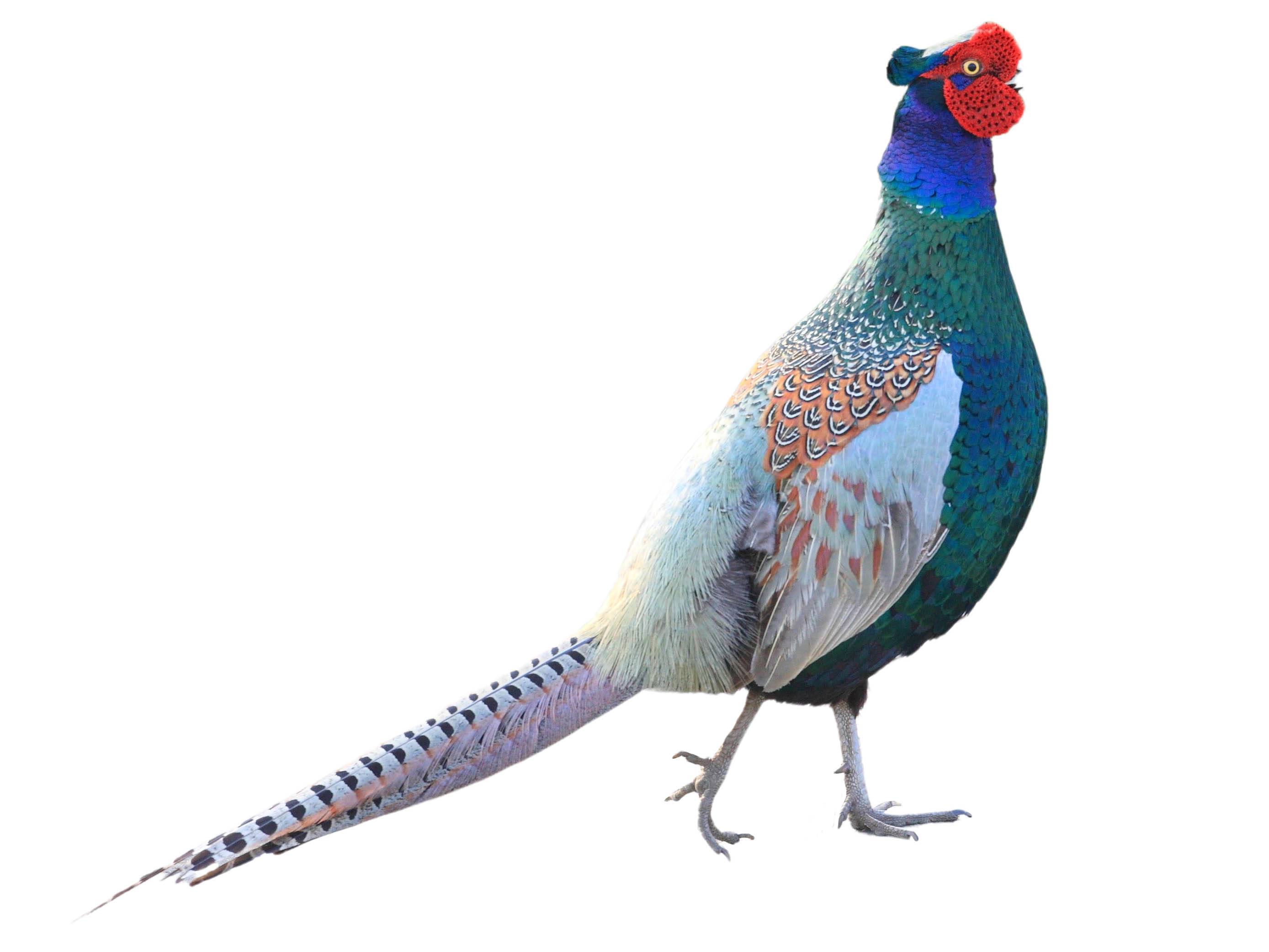 A photo of a Green Pheasant (Phasianus versicolor), male