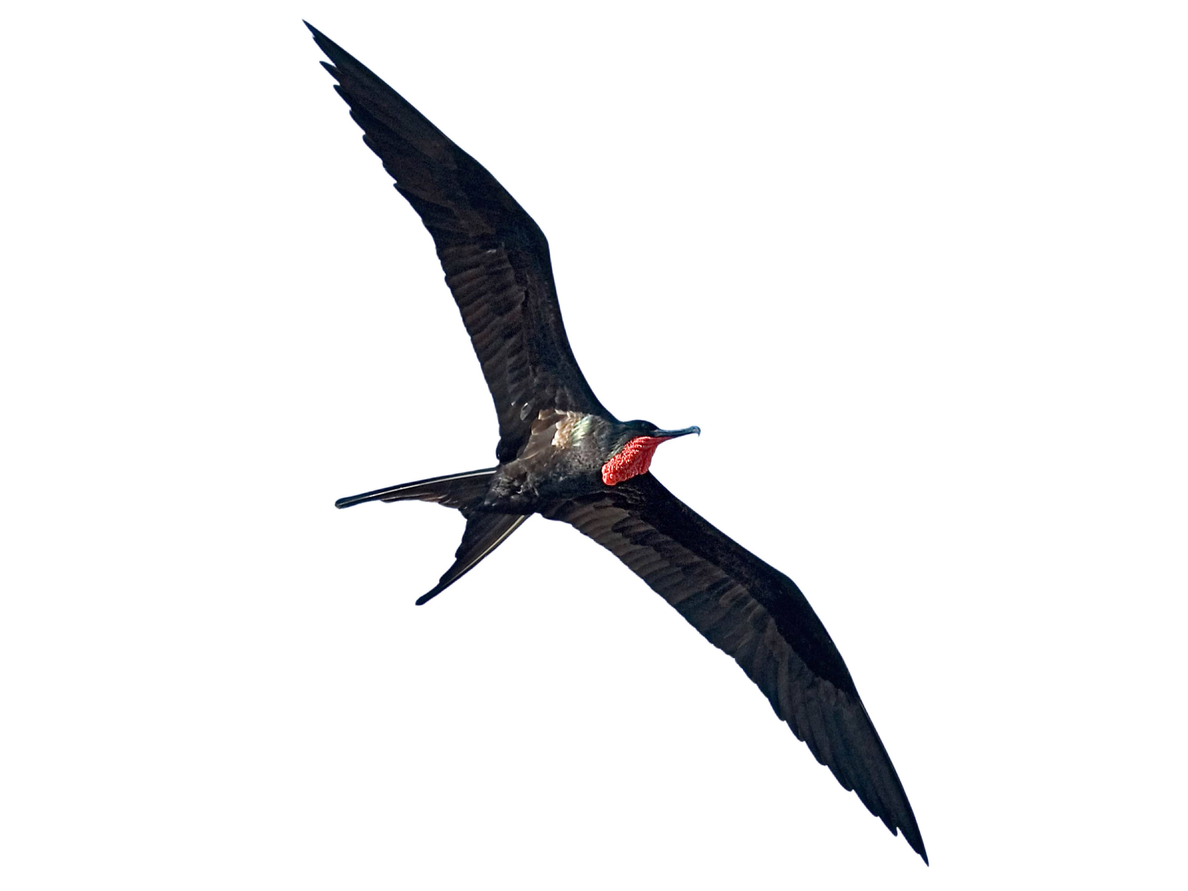 A photo of a Great Frigatebird (Fregata minor), male