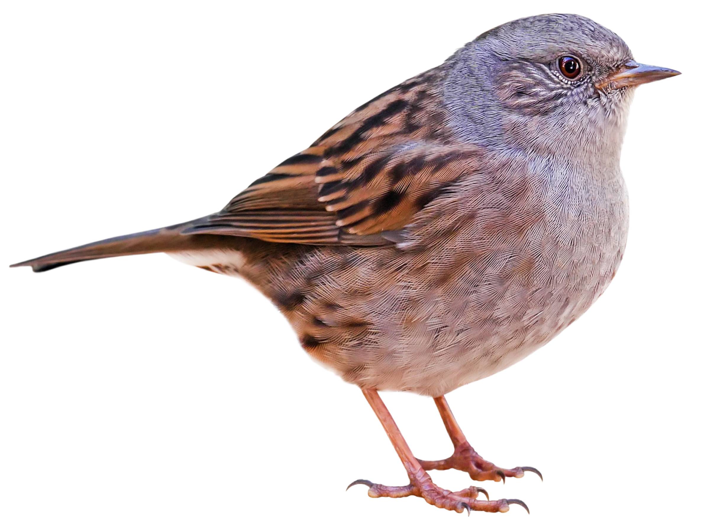 A photo of a Dunnock (Prunella modularis)